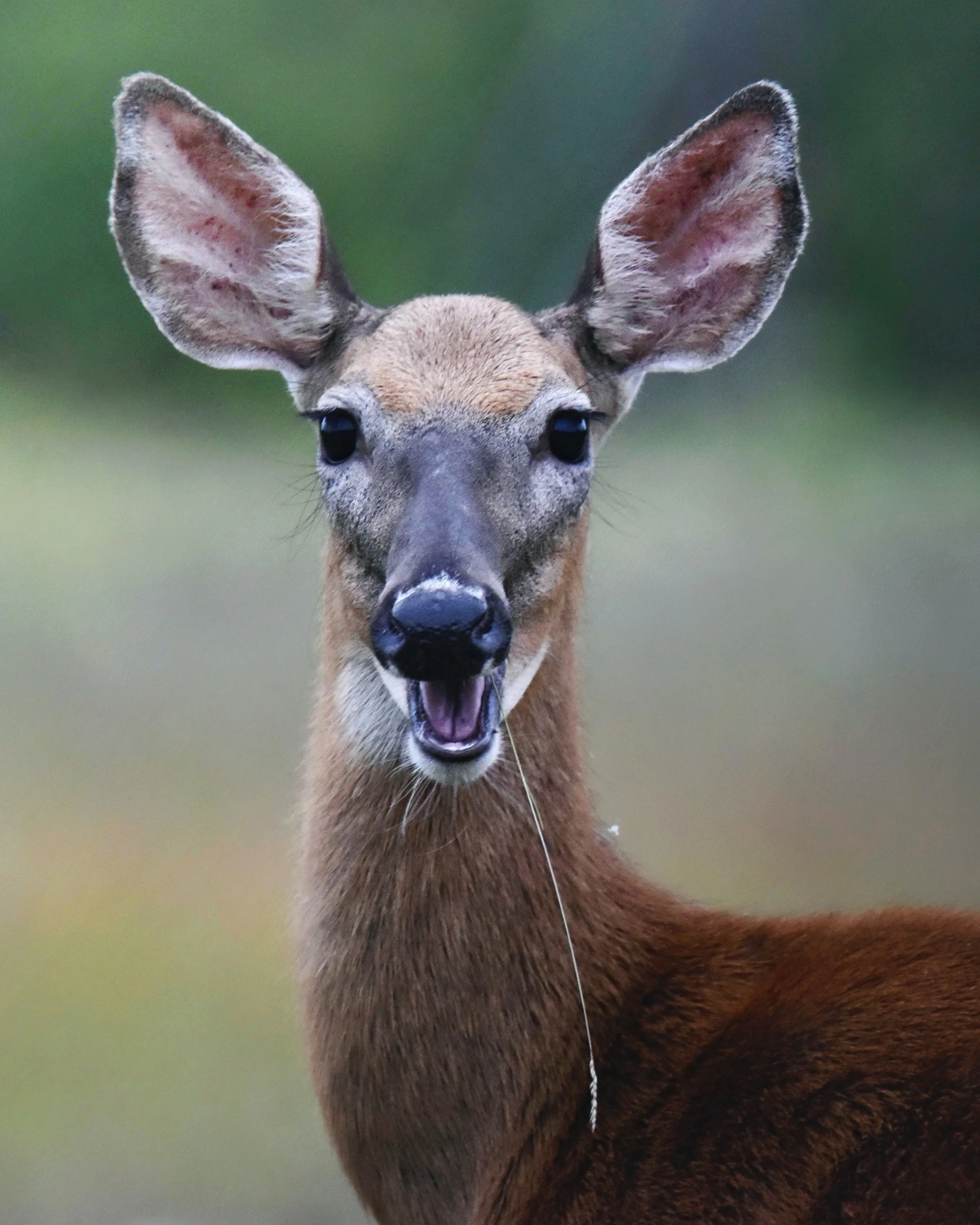 Smiling deer print.jpg