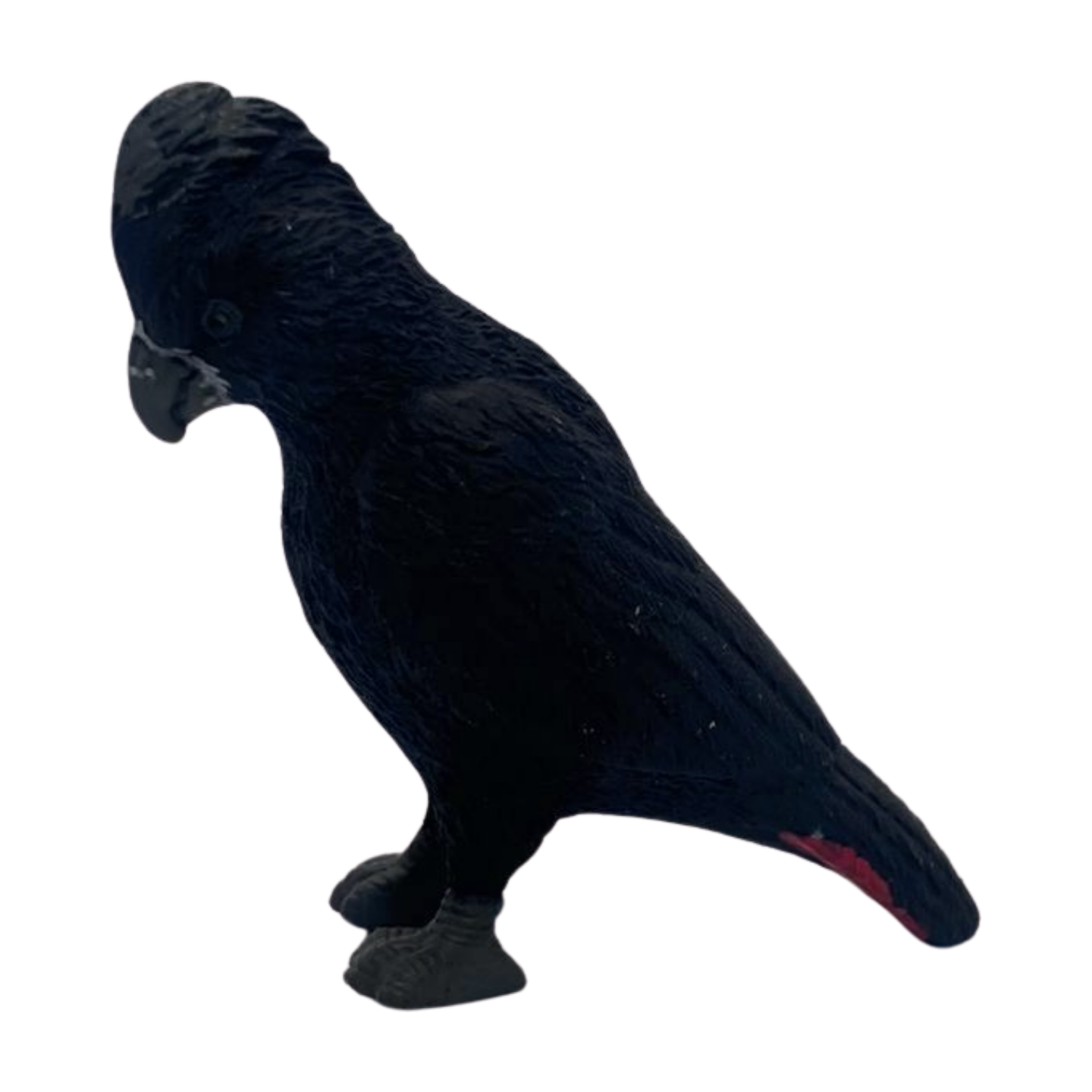 Black Cockatoo