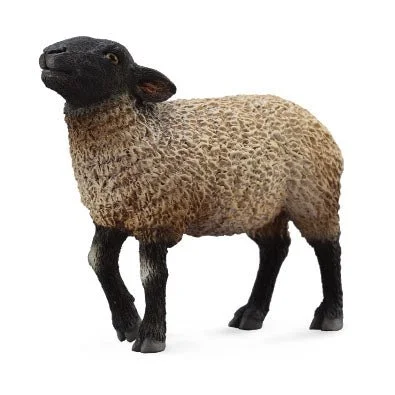 Suffolk Sheep