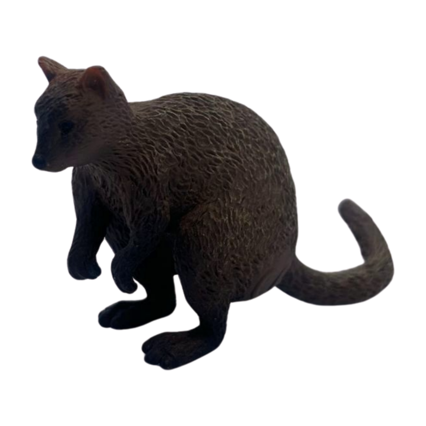 Quokka