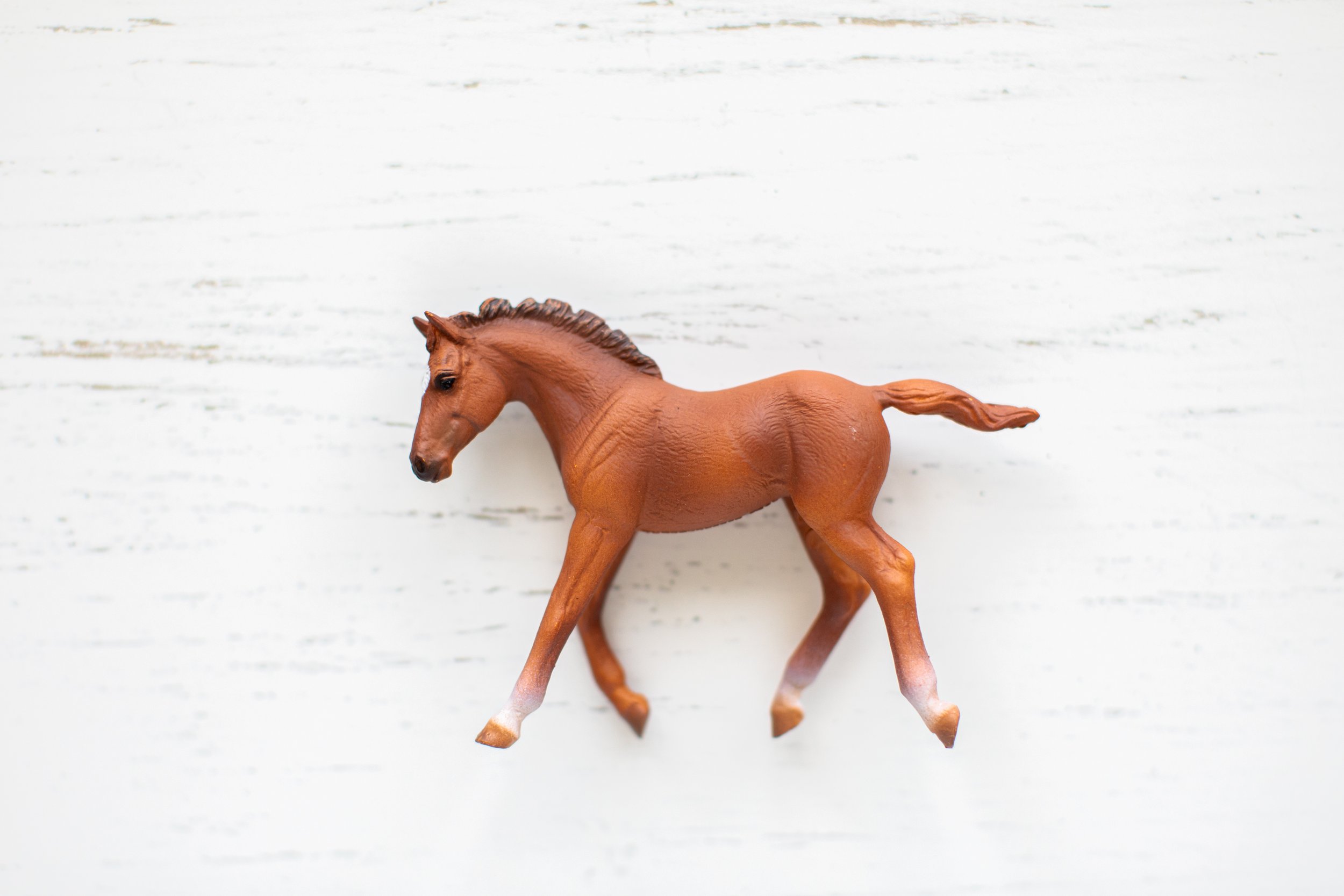 Quarter Horse Foal