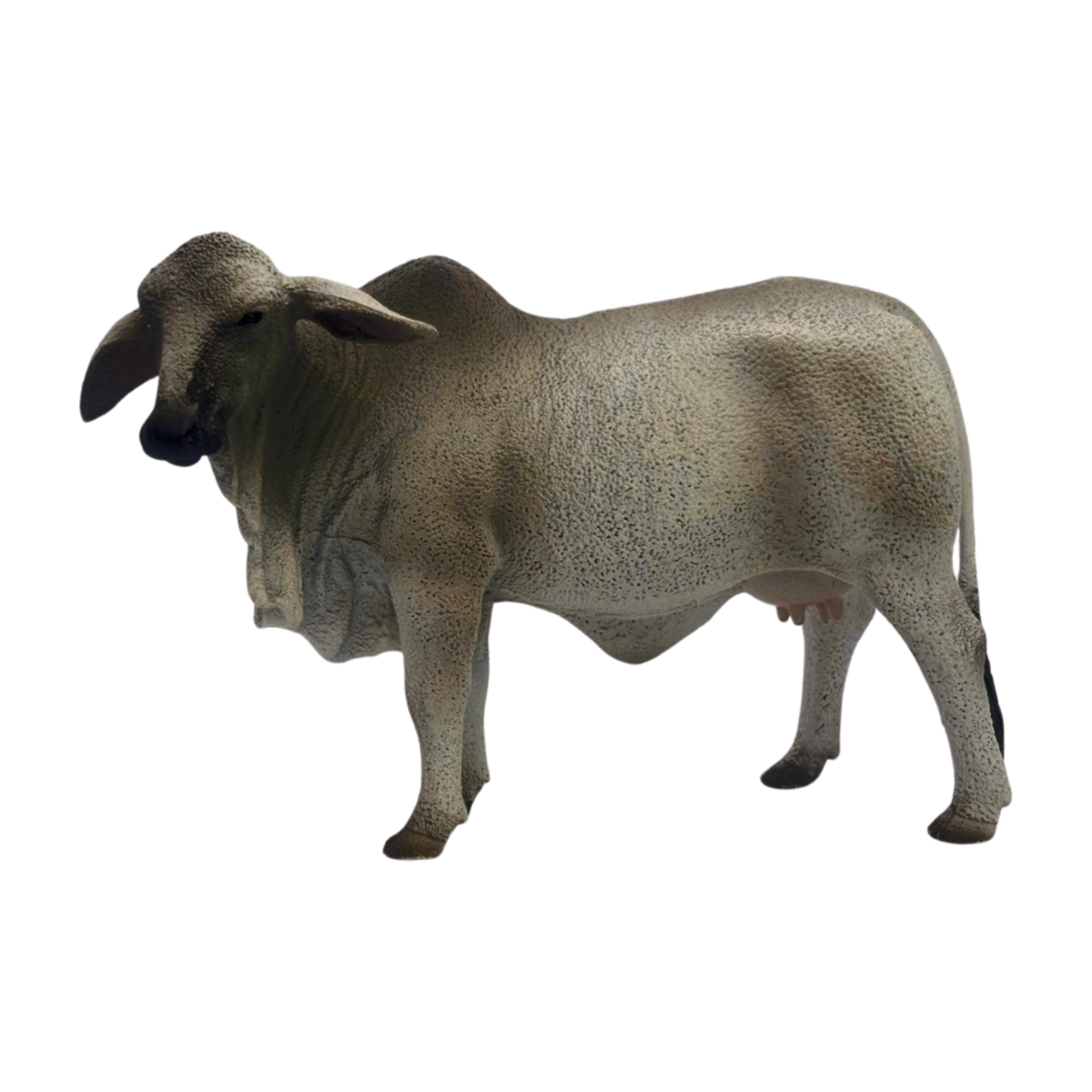 Grey Brahman Cow