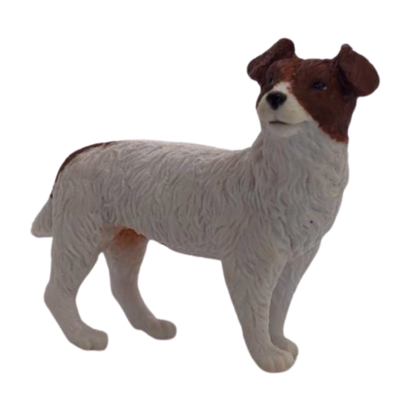 Jack Russell Terrier
