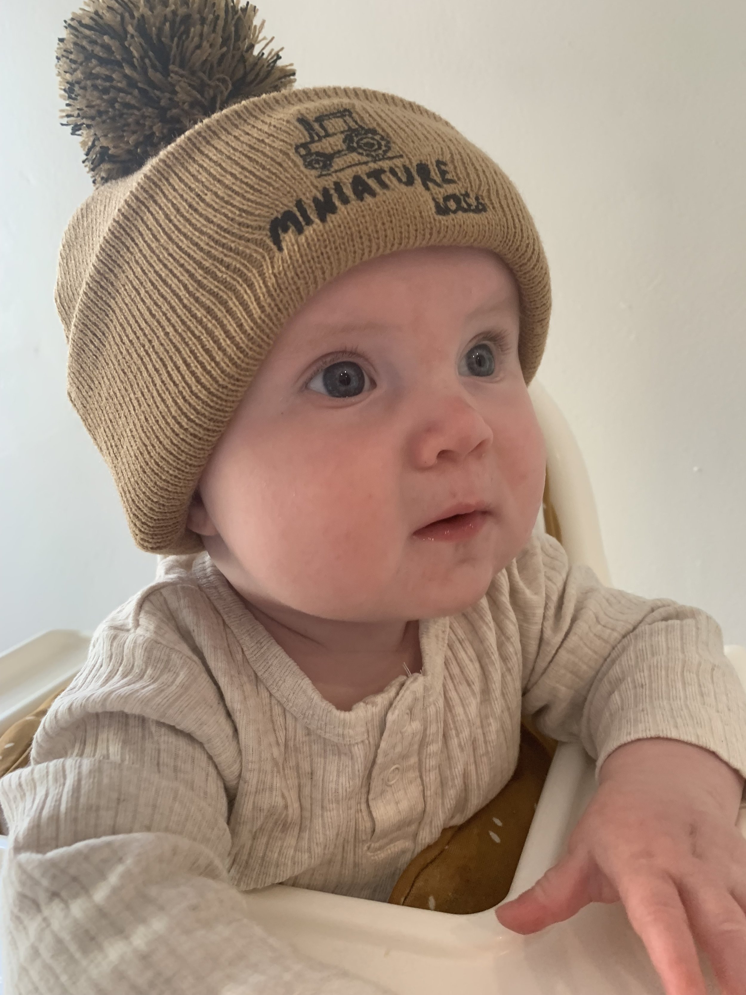 Brown Beanie (baby)