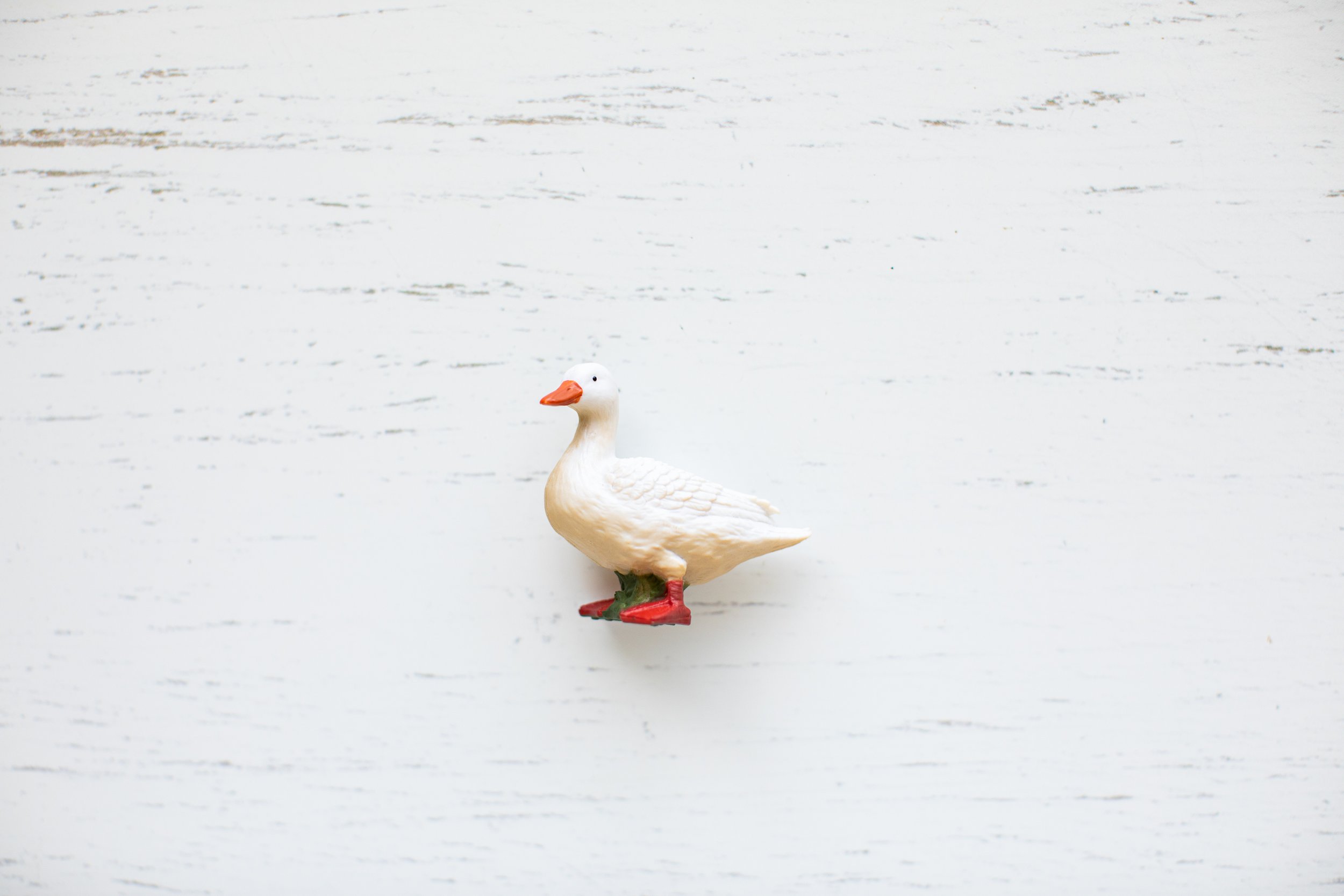 White Duck