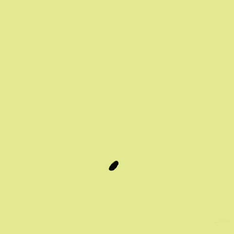 Circle of life/Animation