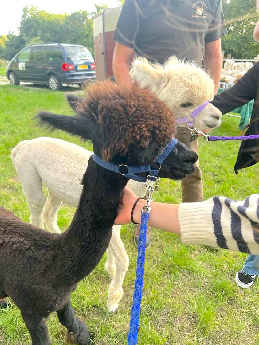 Alpaca at LWC 8.JPG