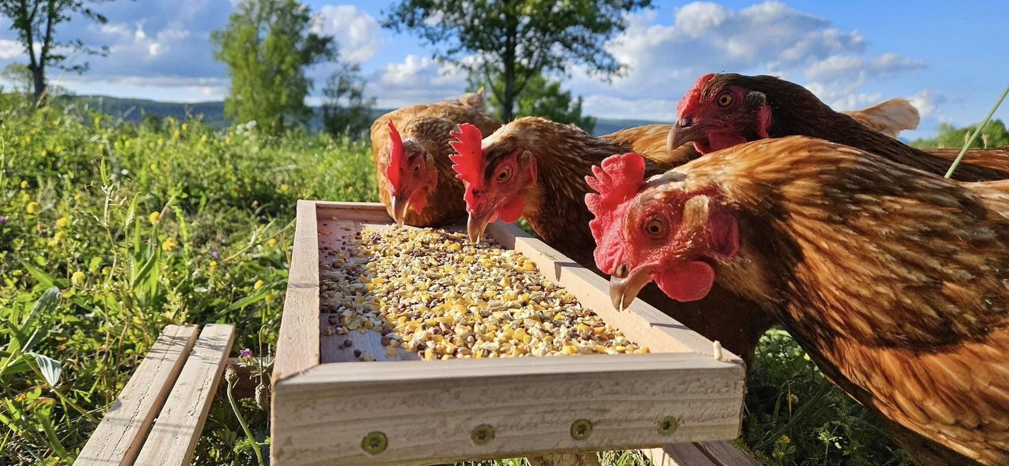 Chicknic Table Plans Meadow Green Farm Chicknic Table Plans Meadow Green Farm