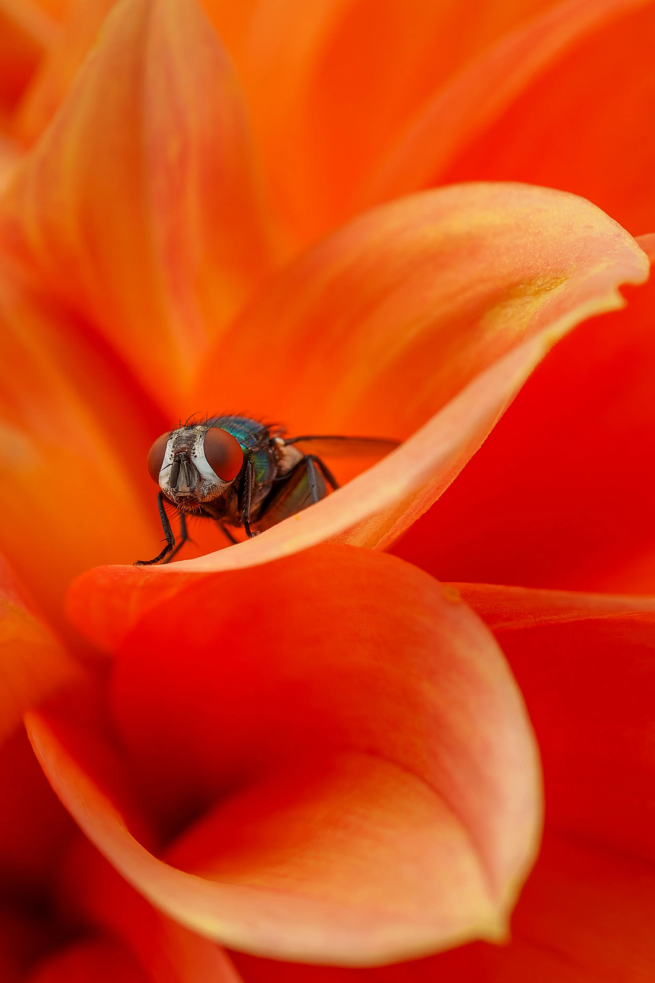 DSC02436-ARW_DxO_DeepPRIME-3.jpg