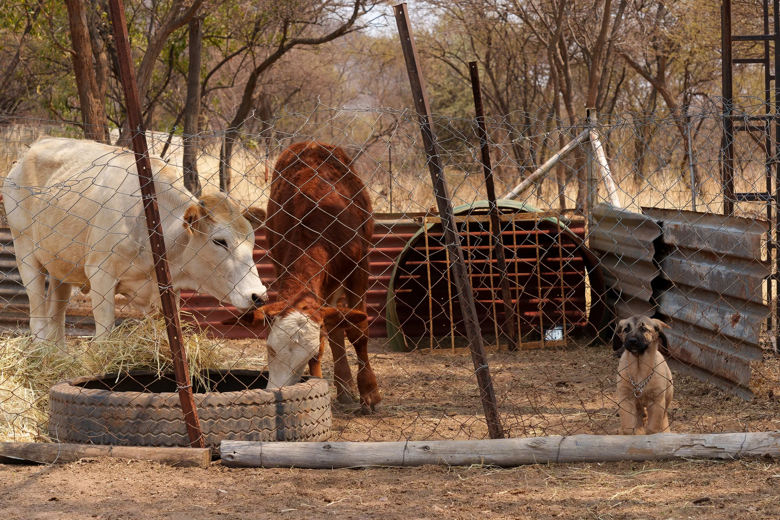 DSC01214-ARW_DxO_DeepPRIME.jpg