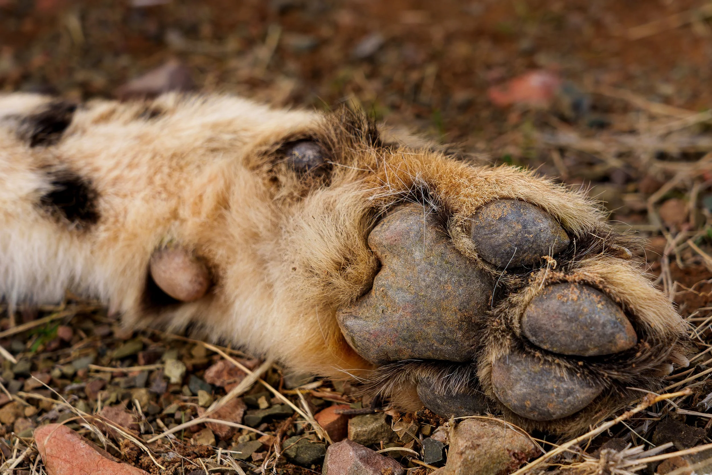 DSC01355-ARW_DxO_DeepPRIME-2.jpg