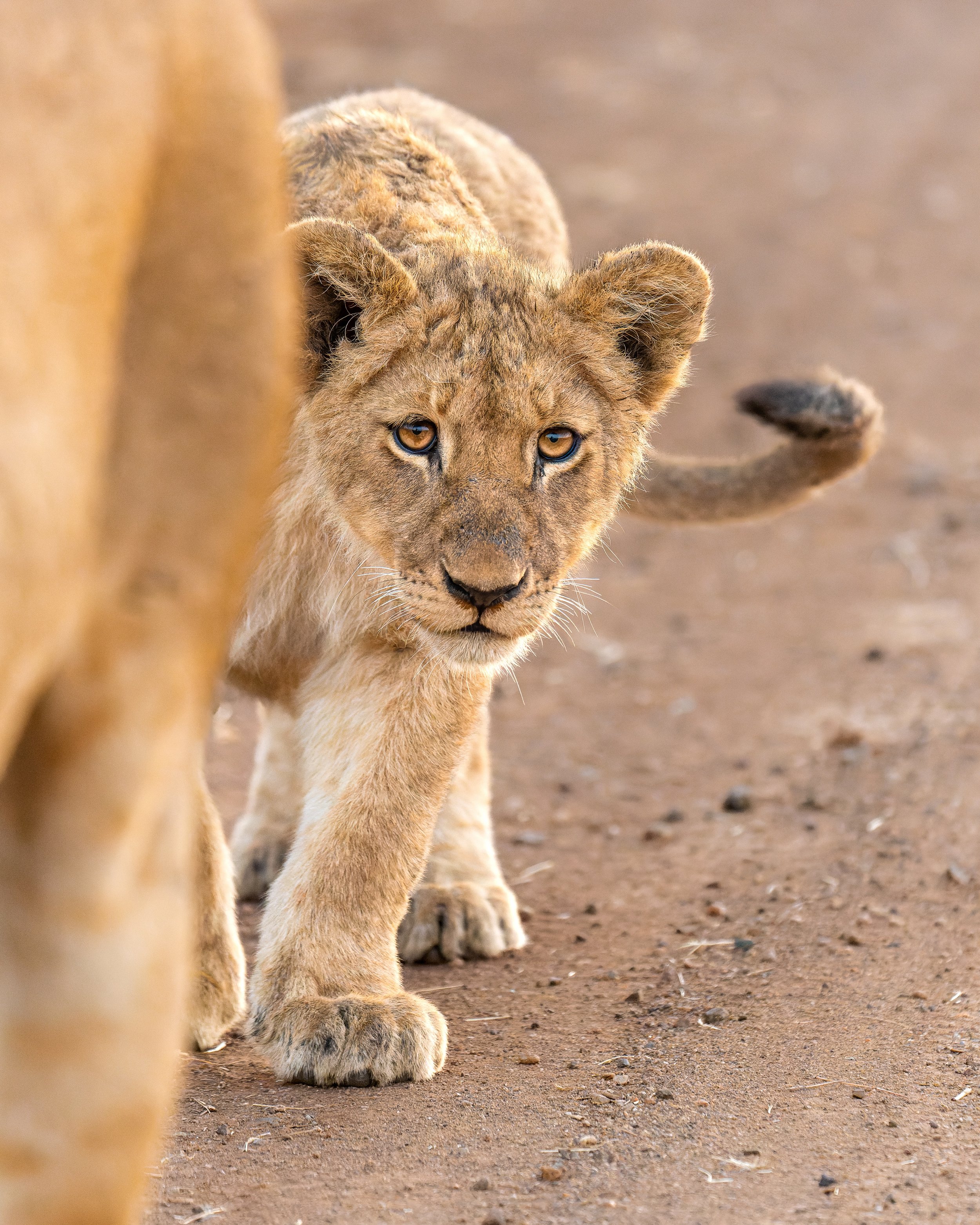 DSC00681-ARW_DxO_DeepPRIME kopie.jpg