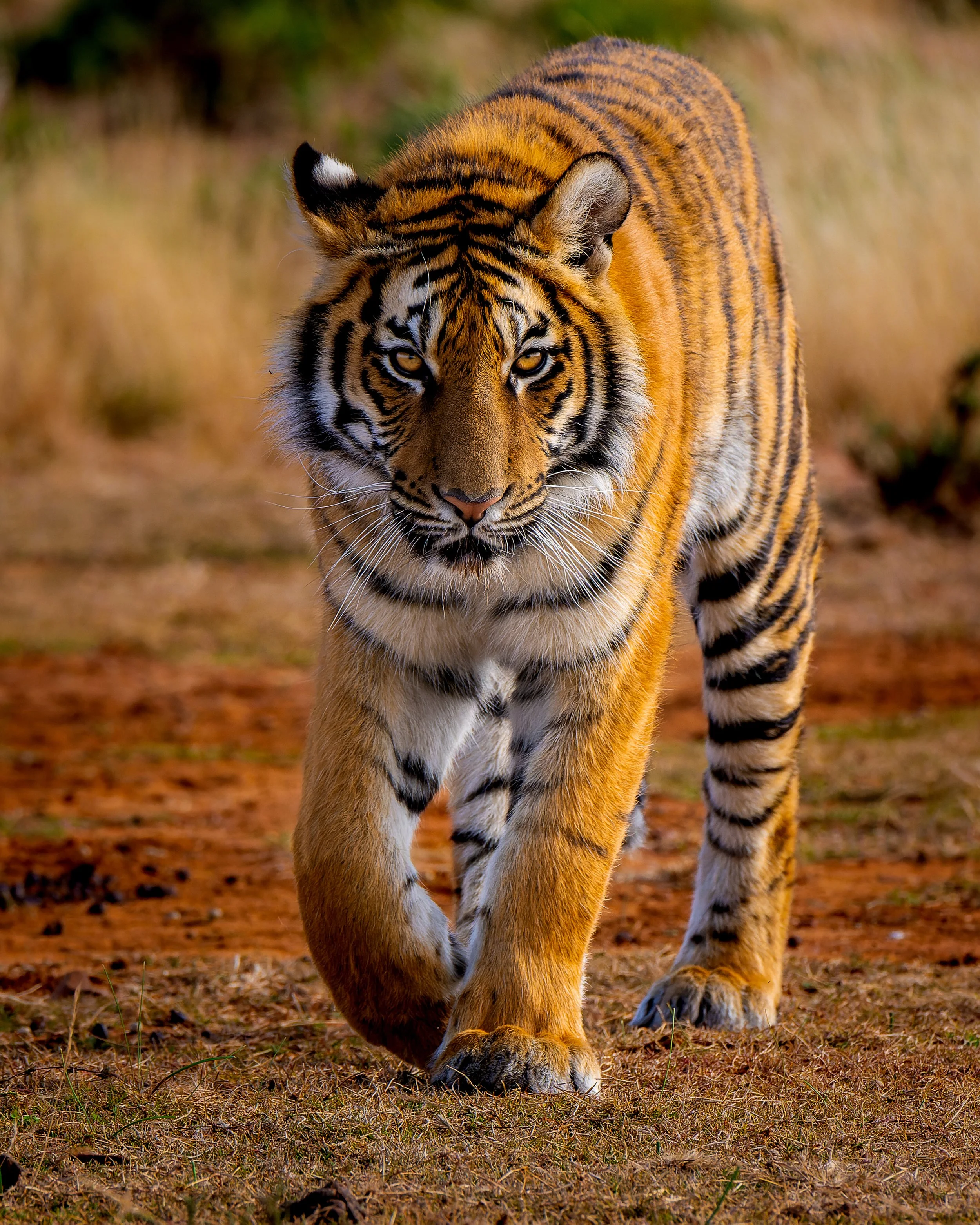 DSC07954-ARW_DxO_DeepPRIME.jpg