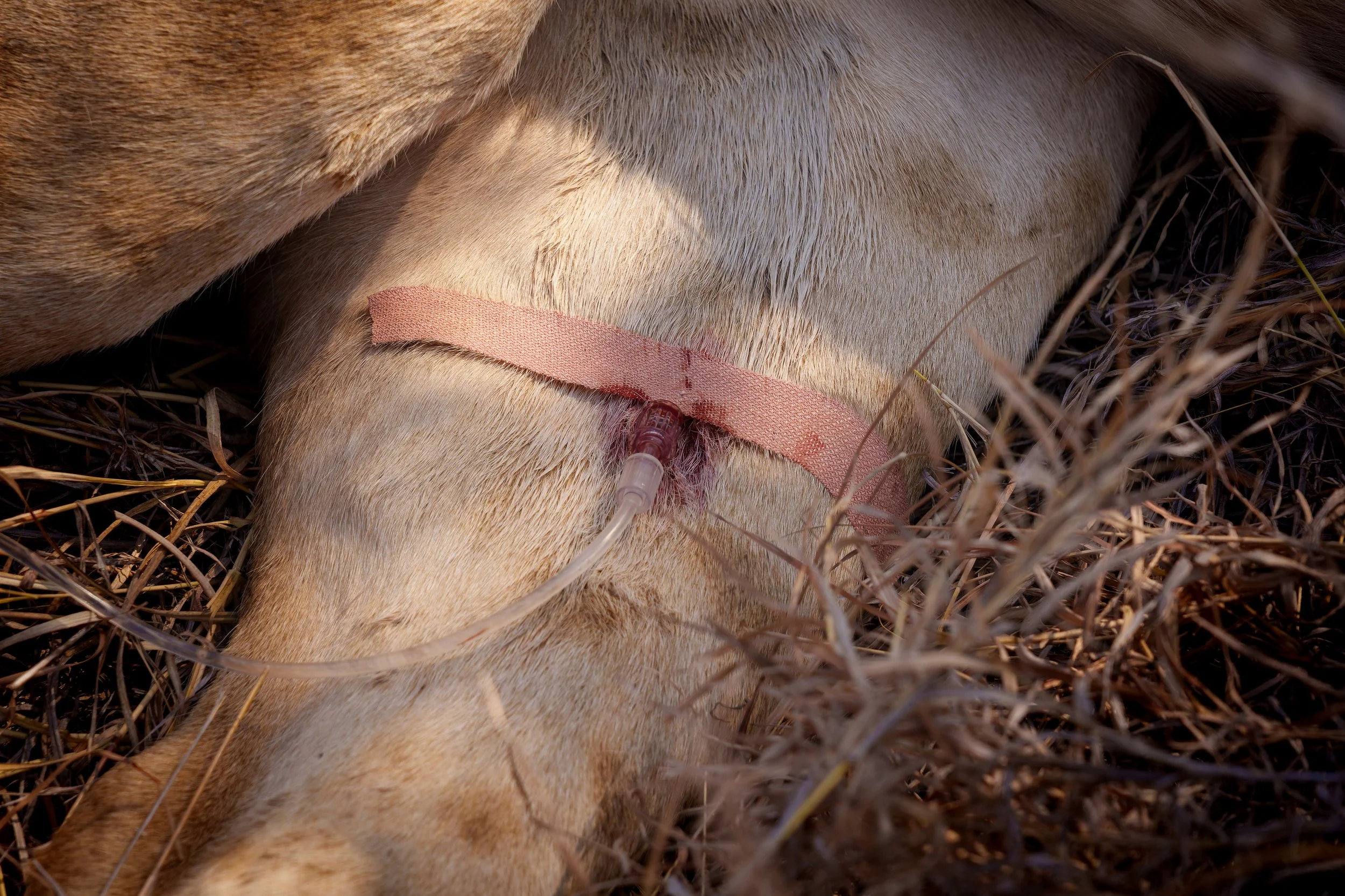 DSC00106-ARW_DxO_DeepPRIME.jpg