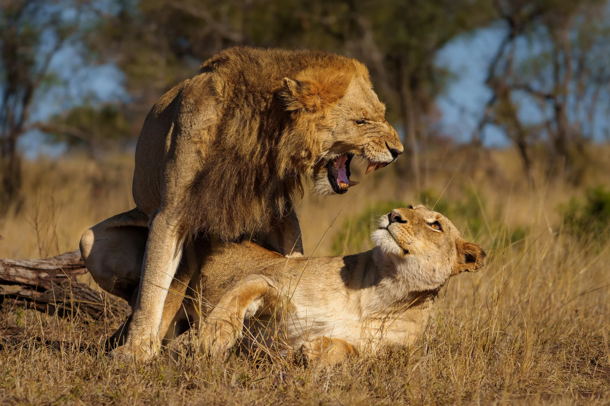 DSC01039-ARW_DxO_DeepPRIME-3 kopie.jpg