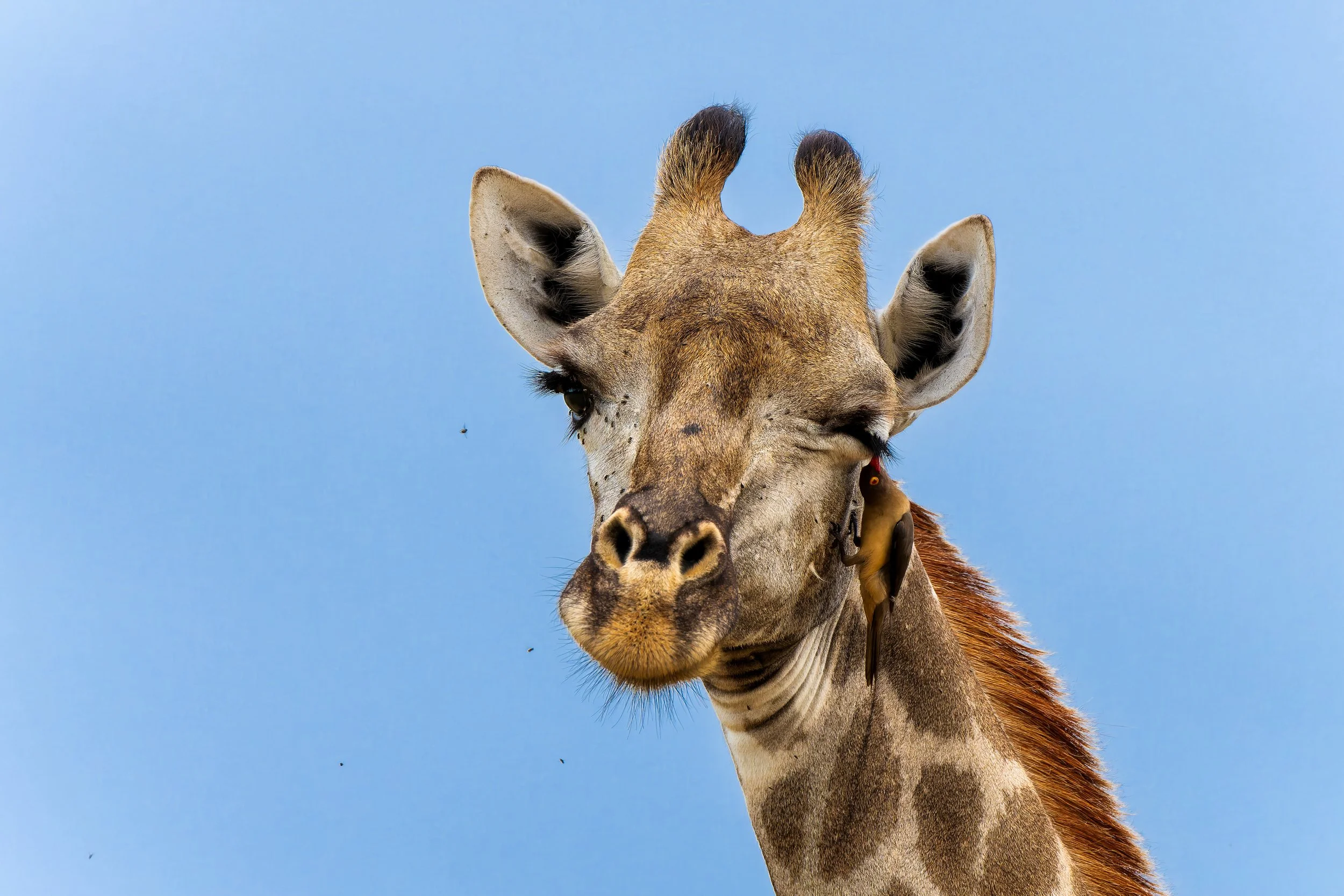 DSC09143-ARW_DxO_DeepPRIME kopie.jpg