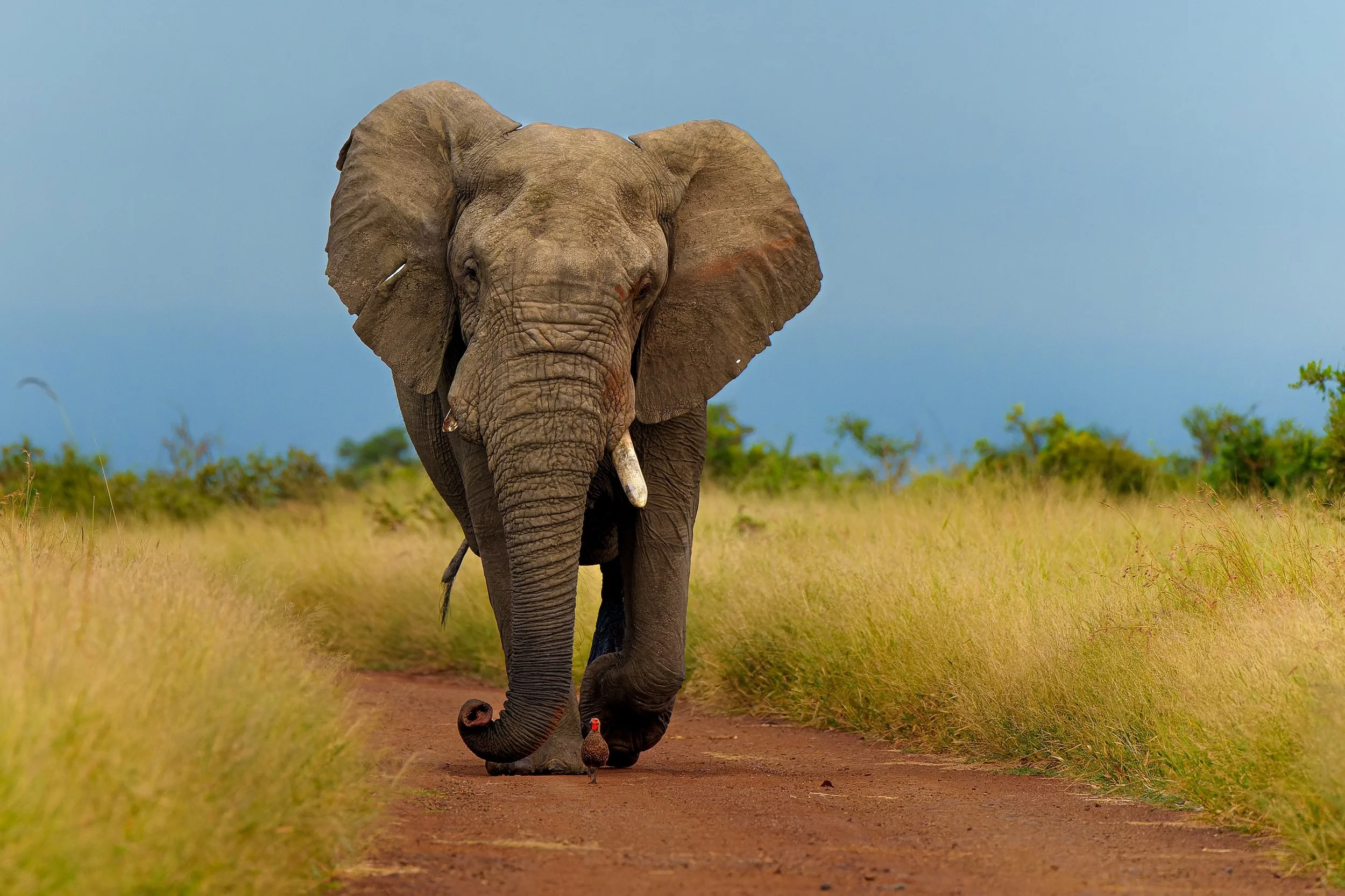 LindaSmit_AfricanElephant1.jpg