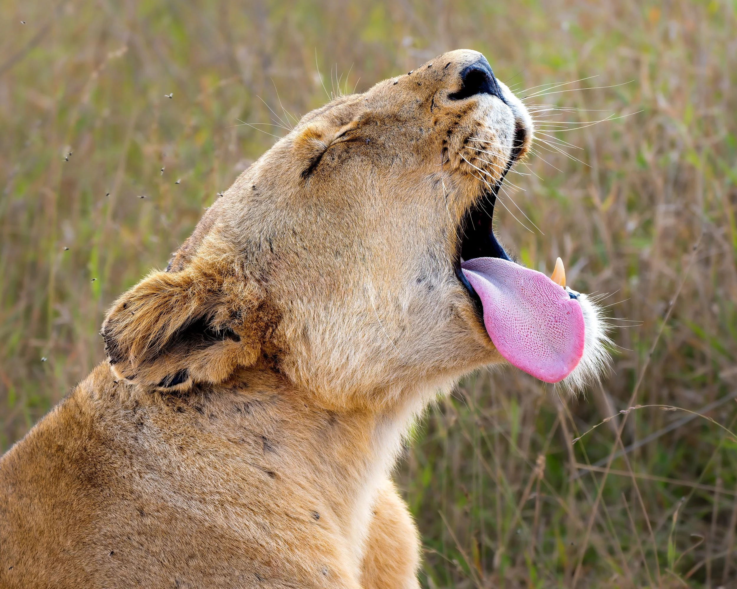 DSC09932-ARW_DxO_DeepPRIME kopie.jpg