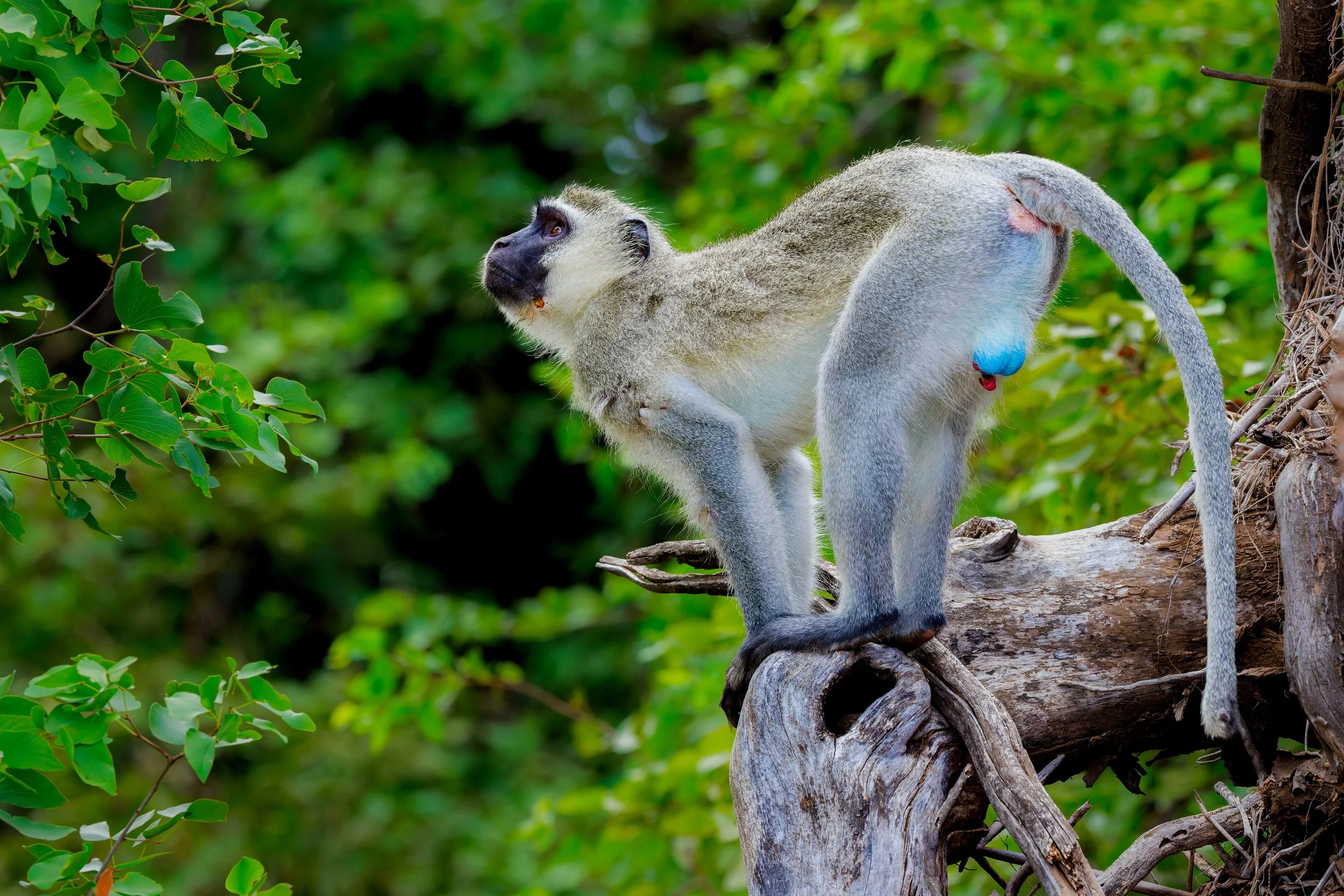 053A8209-CR3_DxO_DeepPRIME kopie.jpg