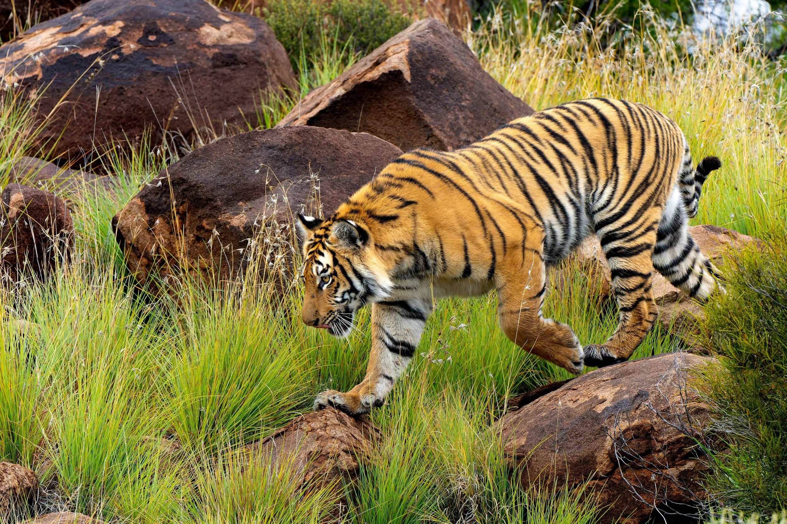 DSC03974-ARW_DxO_DeepPRIME.jpg