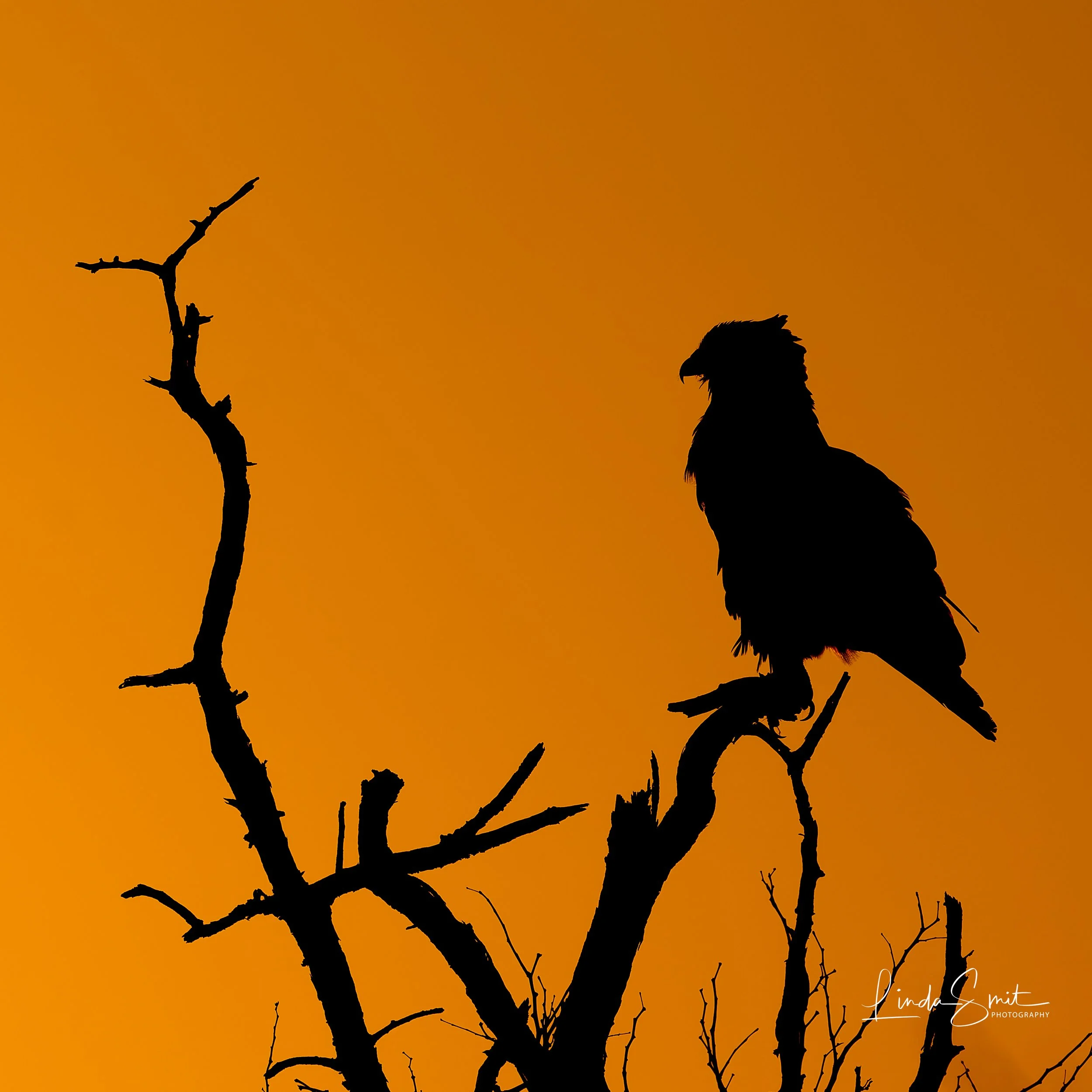 DSC04366-ARW_DxO_DeepPRIME-7.jpg