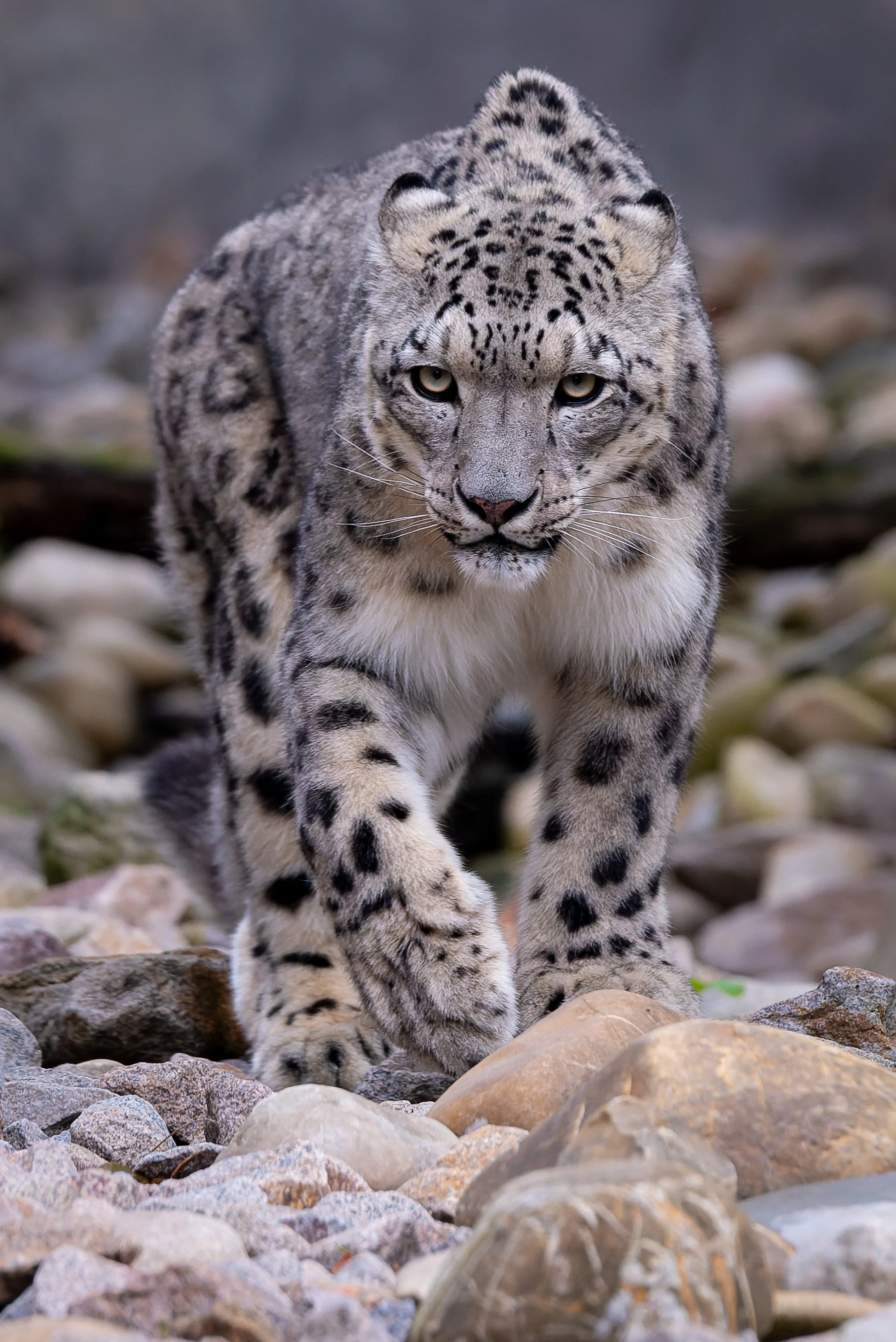 DSC_8171-NEF_DxO_DeepPRIME.jpg