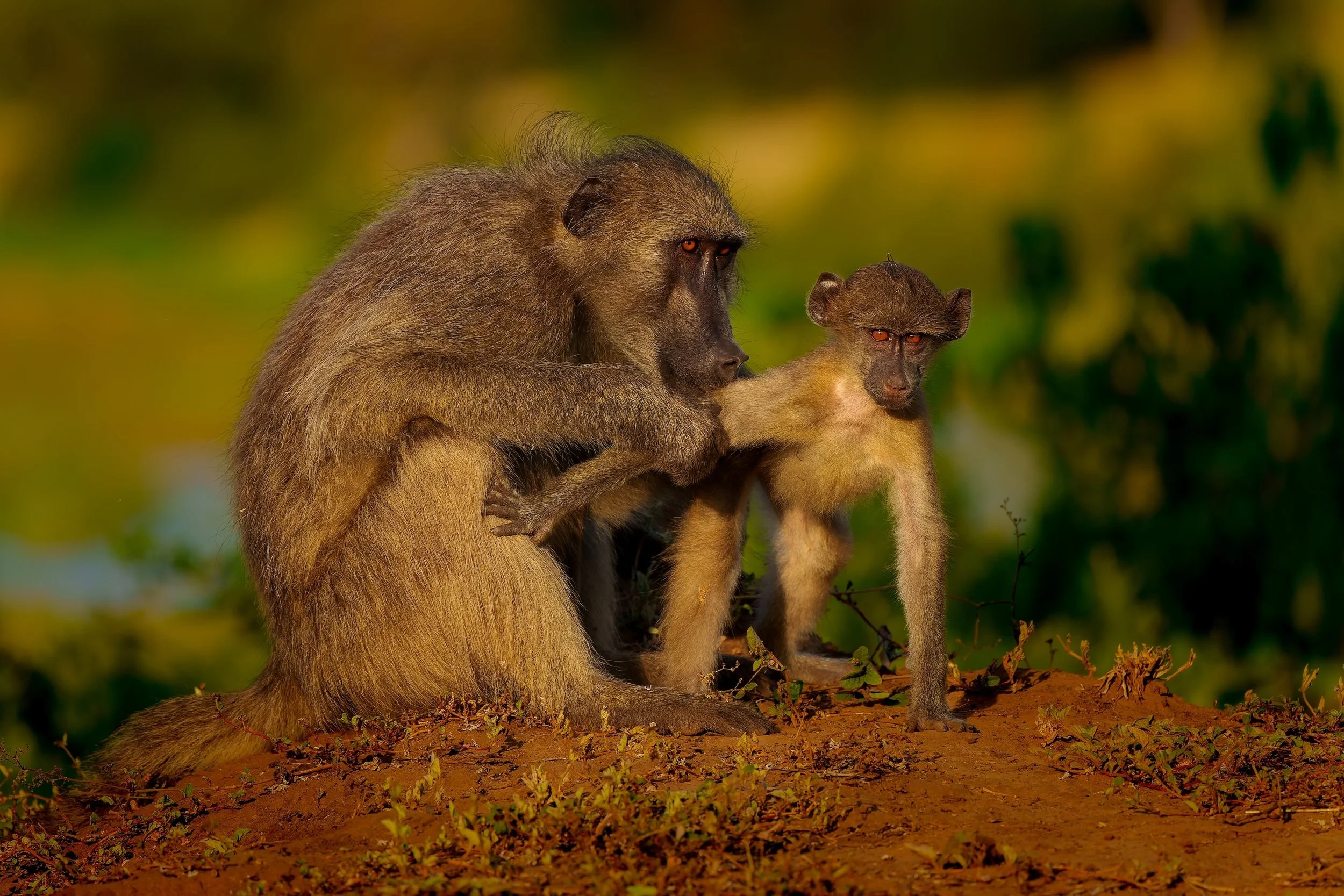 LindaSmit_ChacmaBaboon.jpg