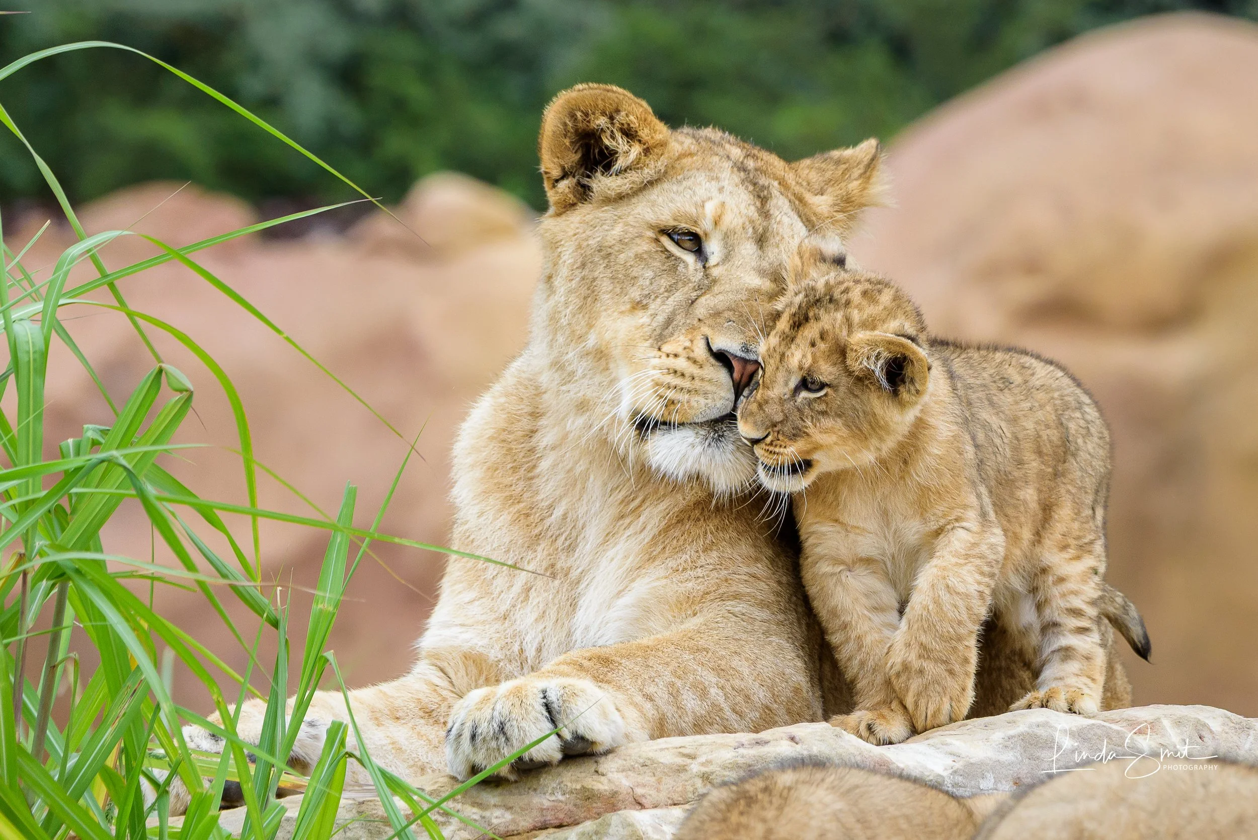 Art Reference - Basic Licence - Lion & Cub