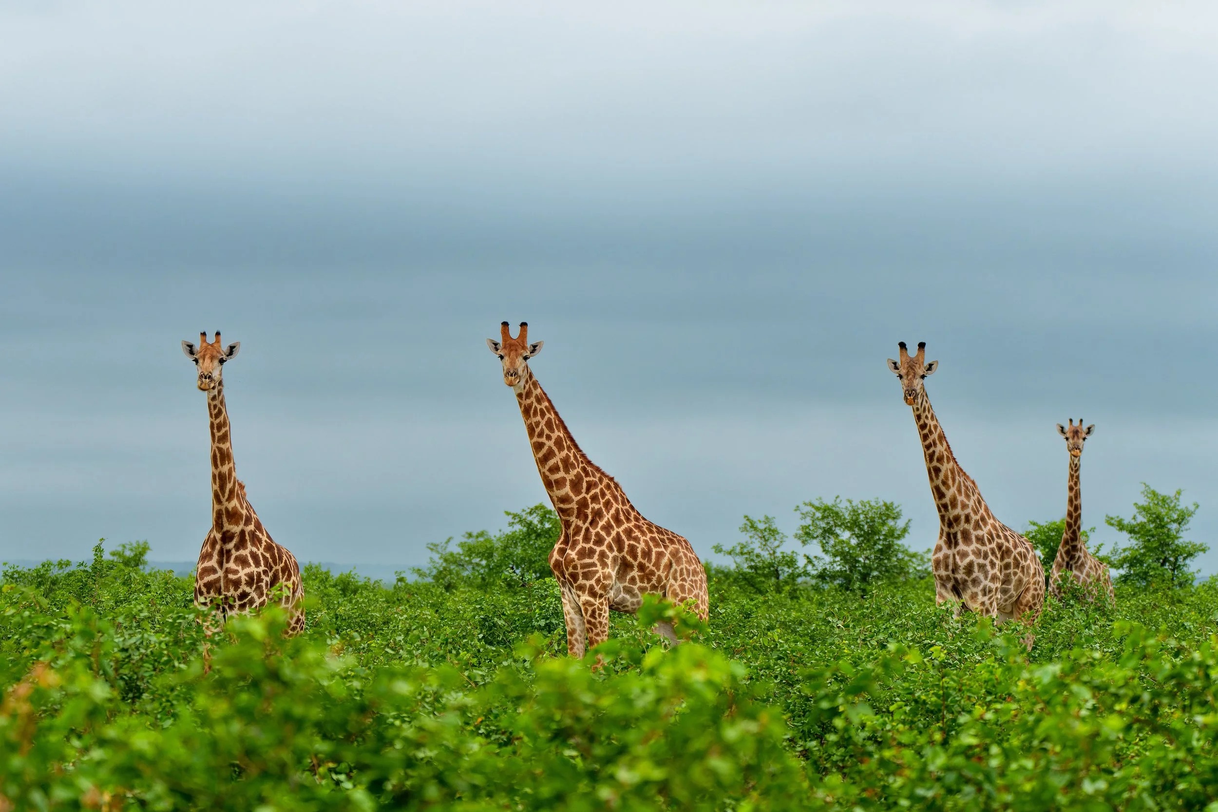 DSC08930-ARW_DxO_DeepPRIME kopie.jpg