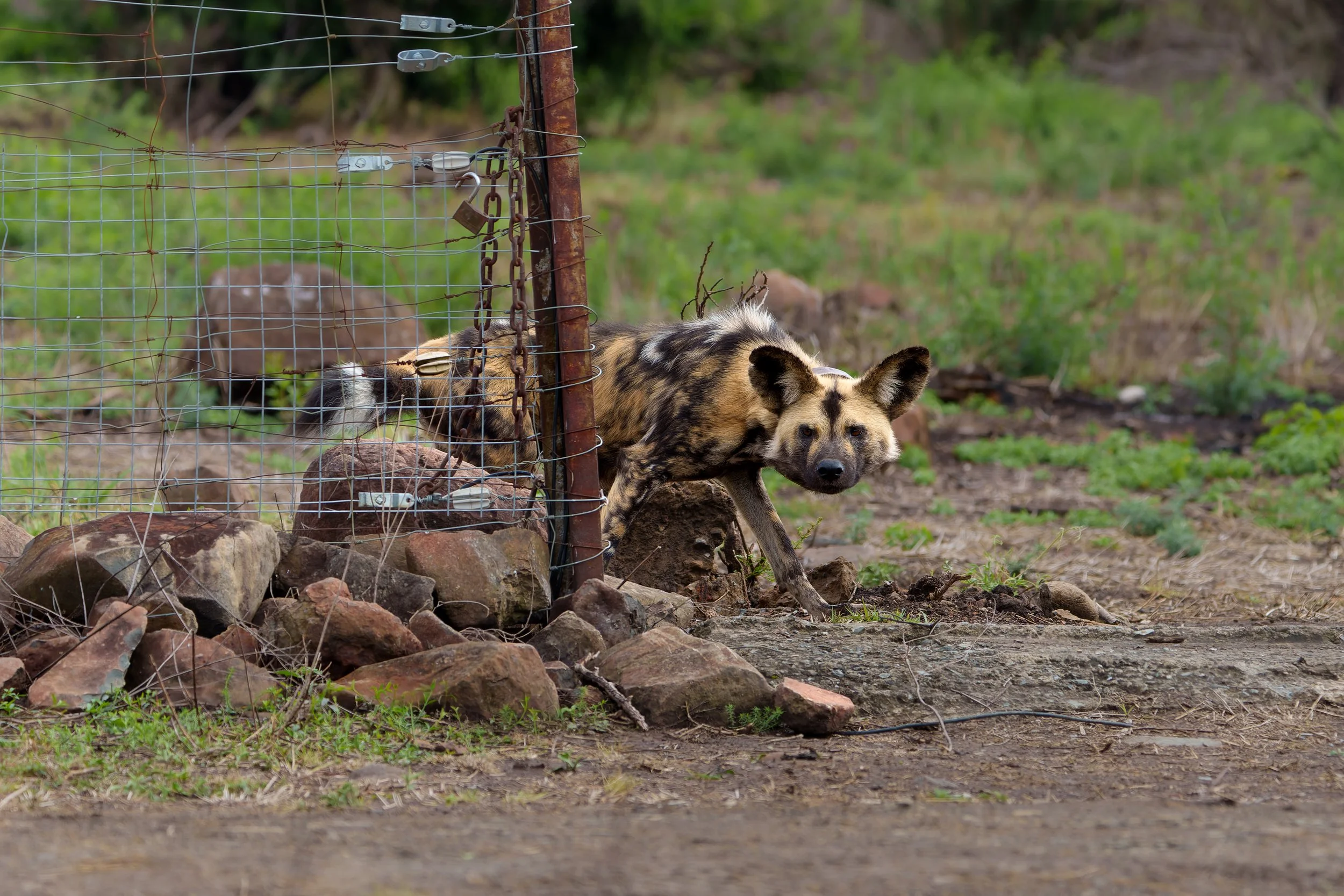 DSC09017-ARW_DxO_DeepPRIME.jpg