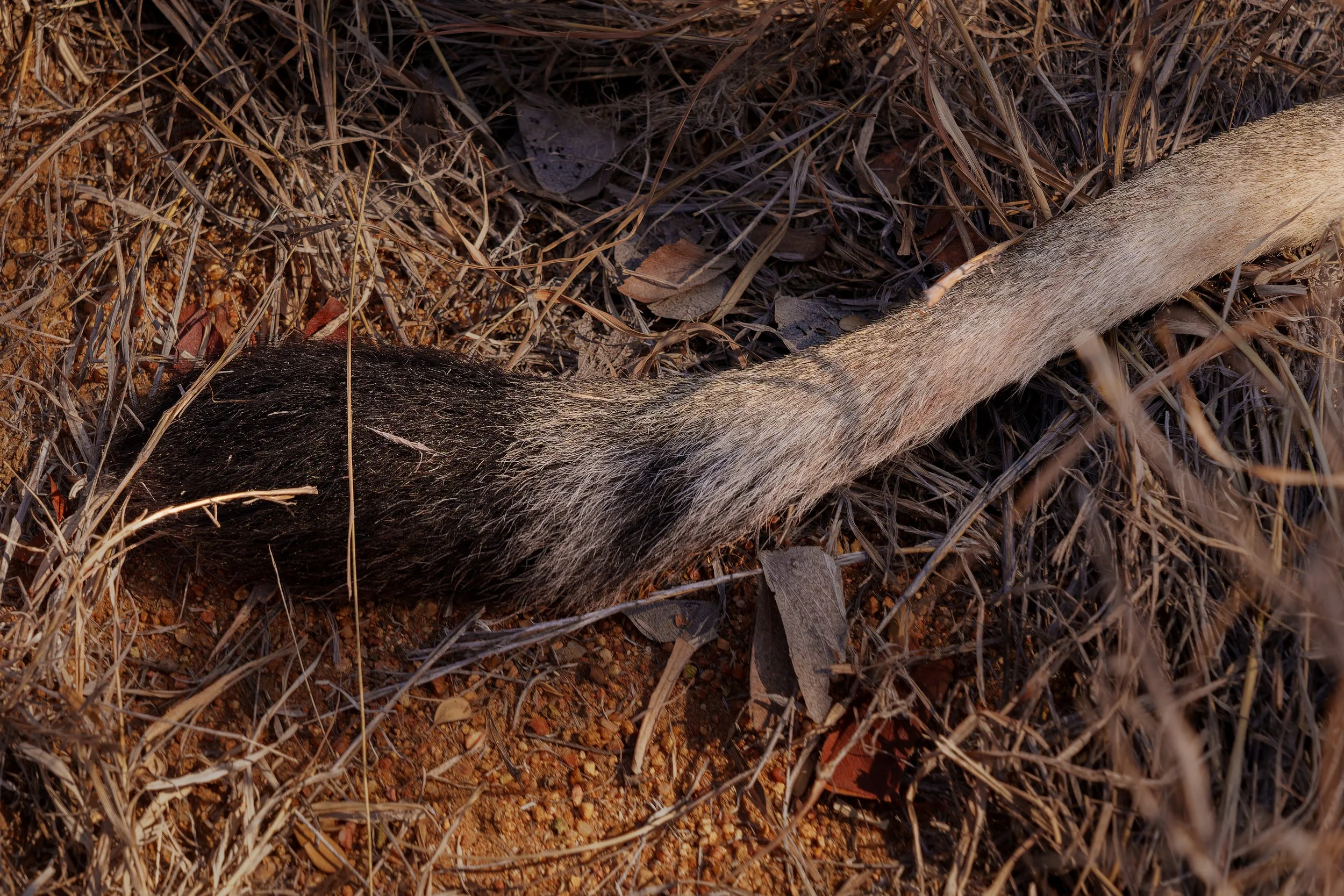 DSC00147-ARW_DxO_DeepPRIME.jpg