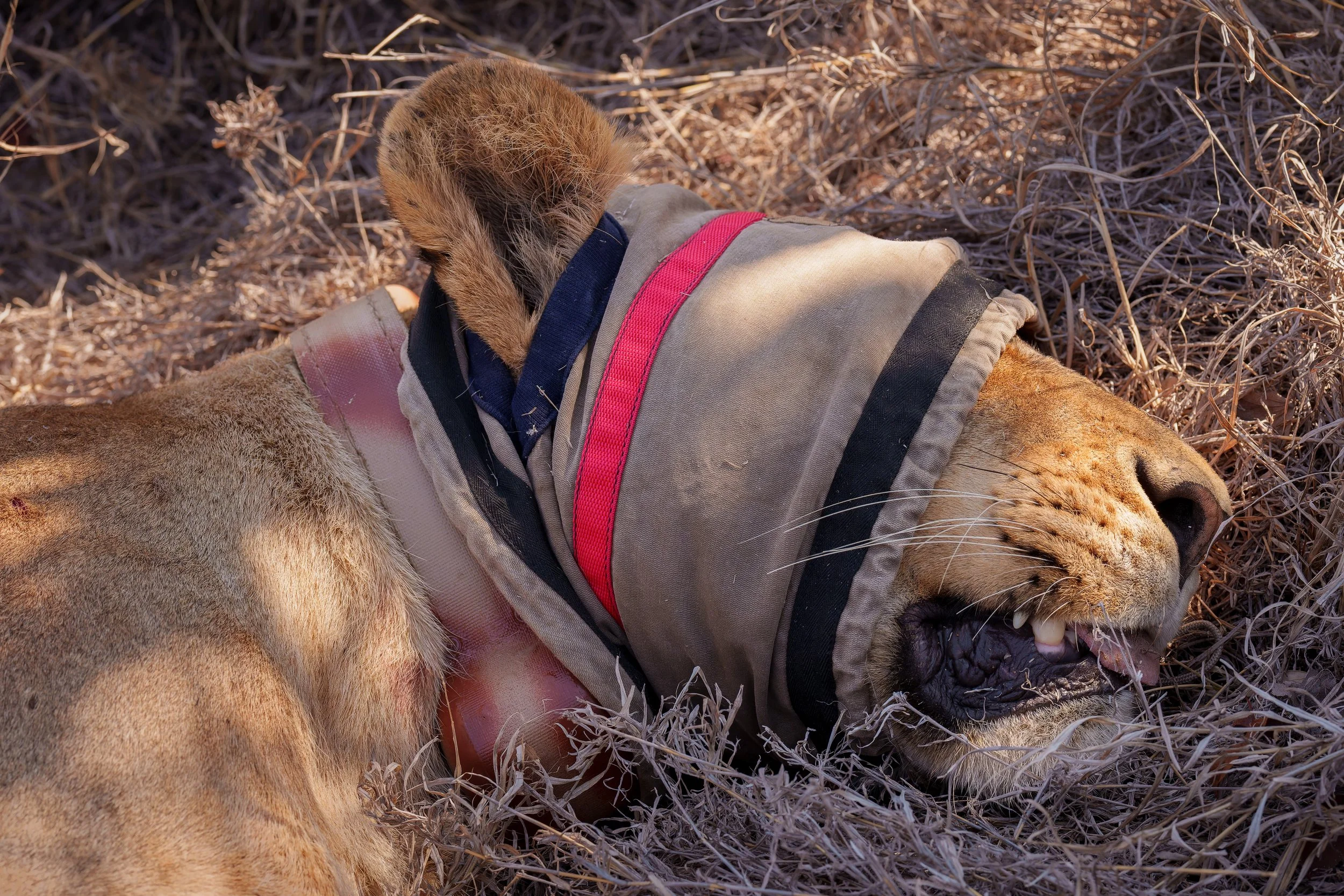 DSC02518-ARW_DxO_DeepPRIME.jpg