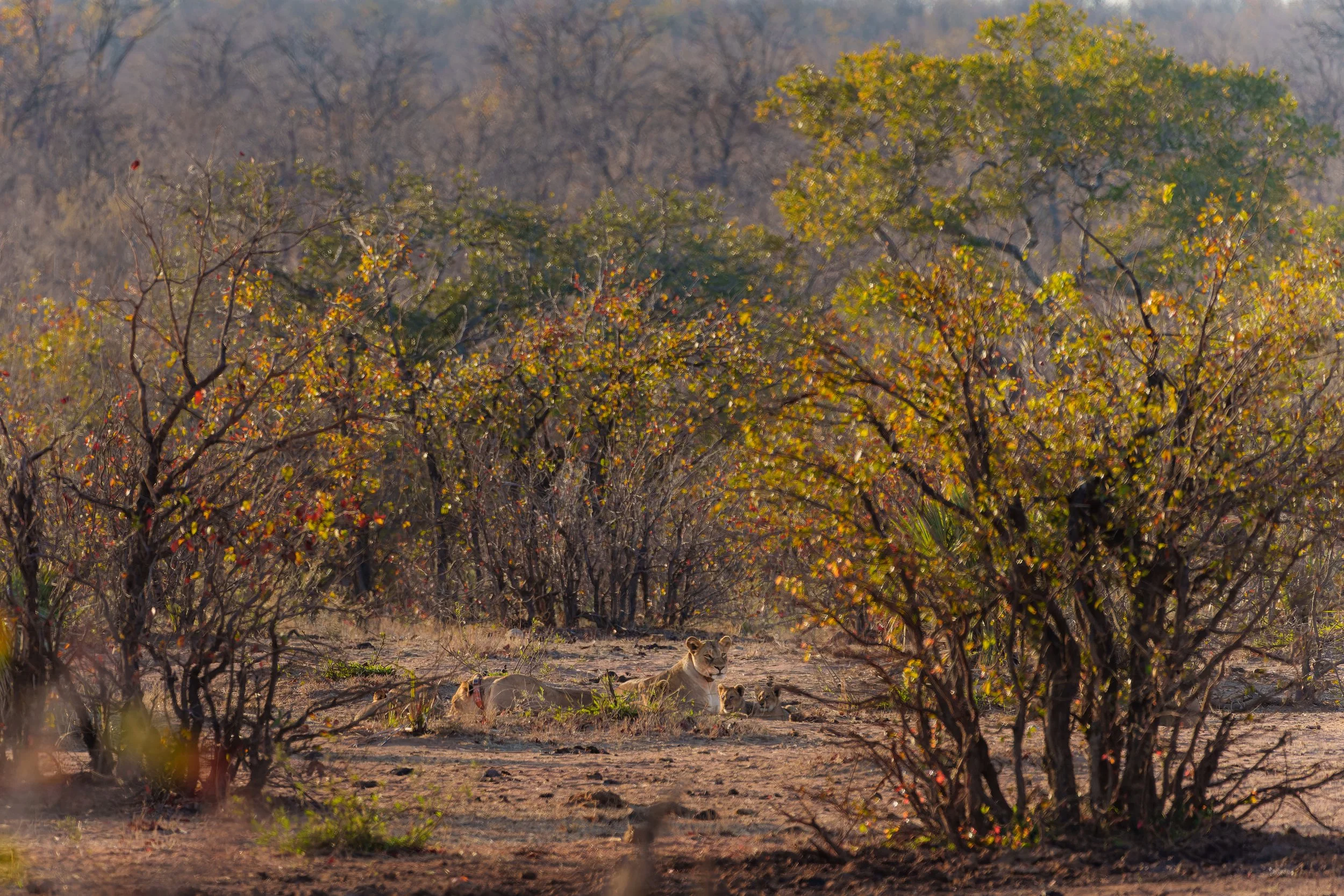DSC03441-ARW_DxO_DeepPRIME.jpg