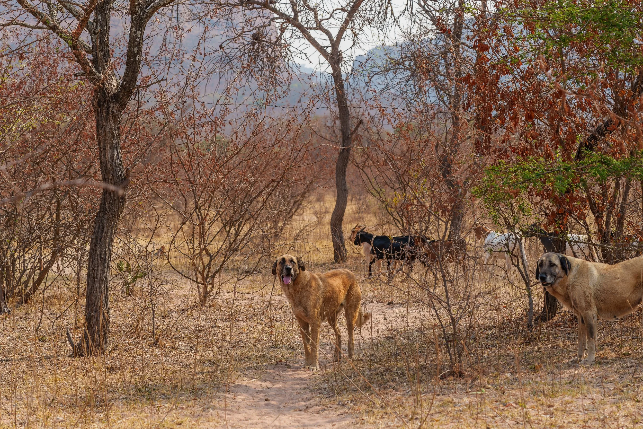 DSC01387-ARW_DxO_DeepPRIME.jpg