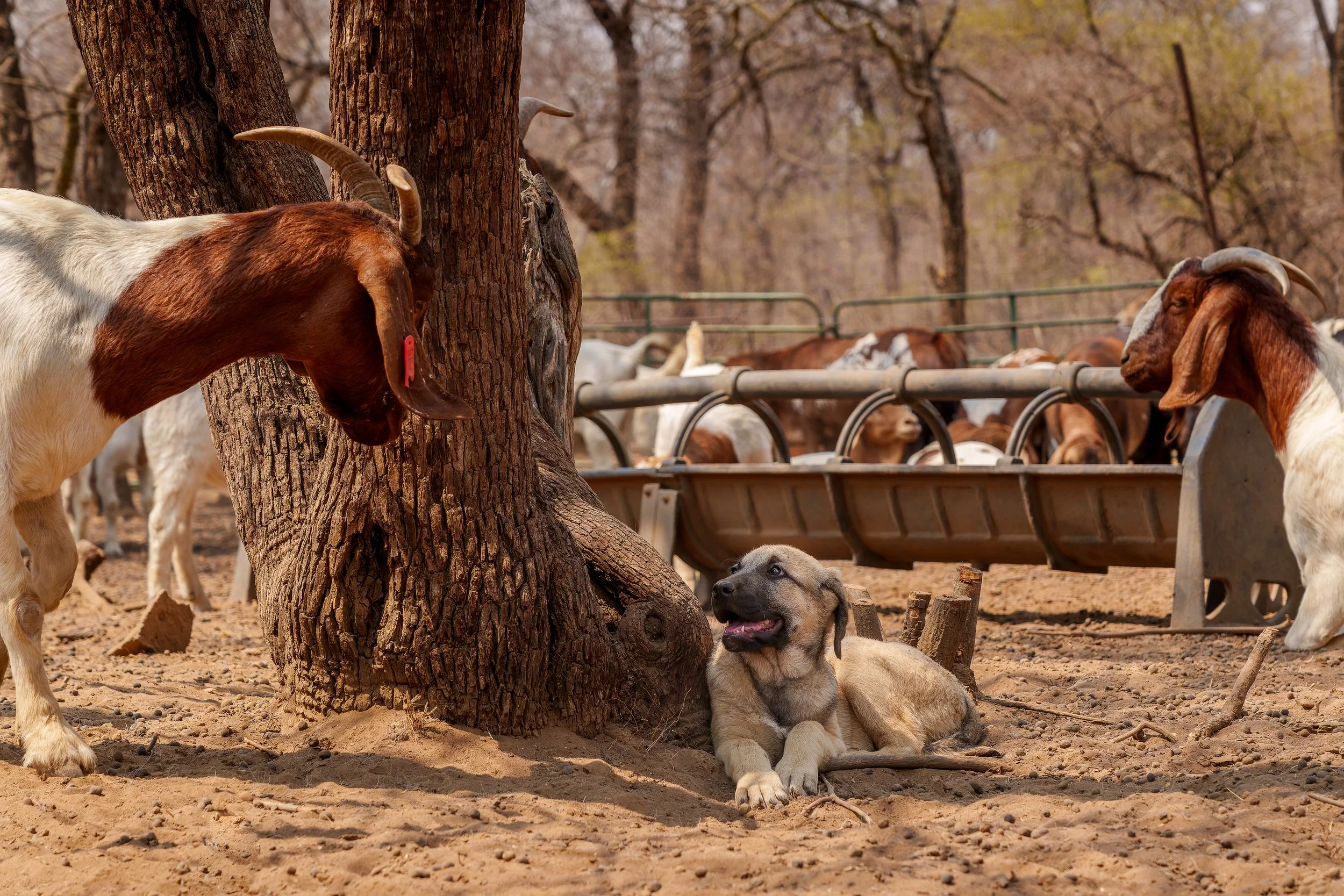 DSC02013-ARW_DxO_DeepPRIME.jpg