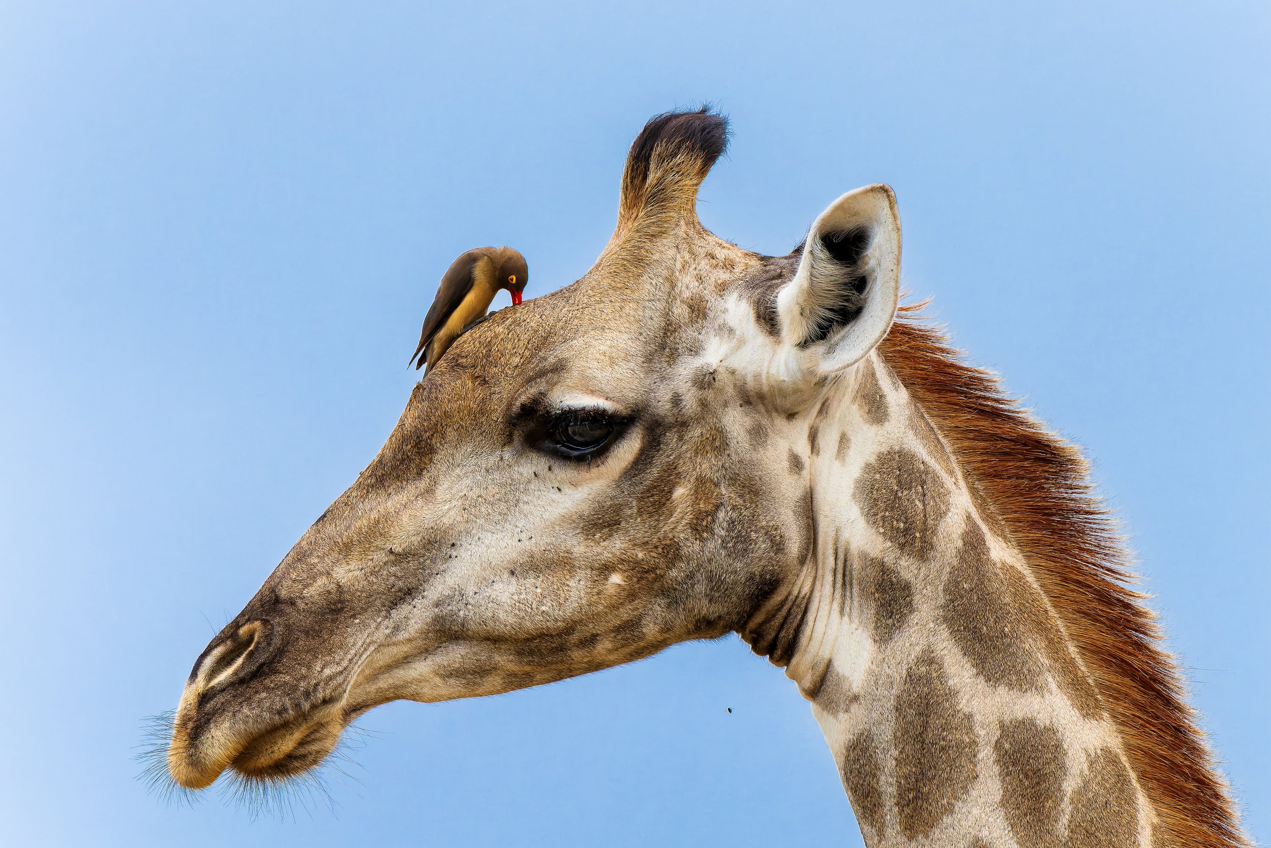 DSC09226-ARW_DxO_DeepPRIME kopie.jpg