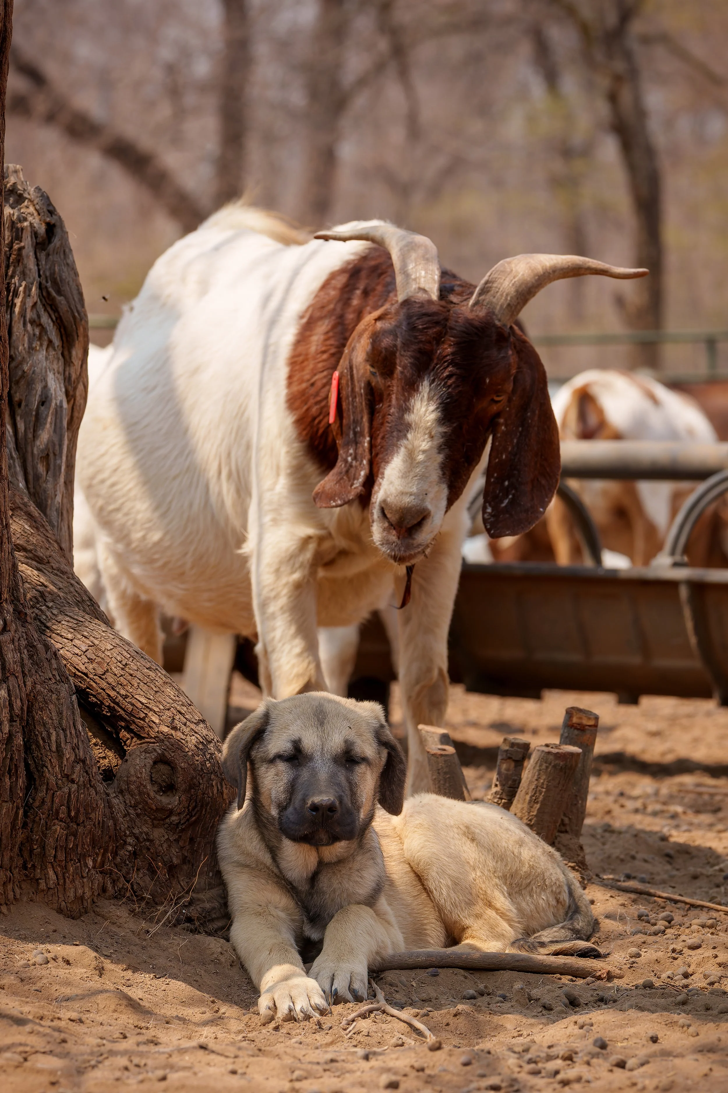 DSC02581-ARW_DxO_DeepPRIME-2.jpg