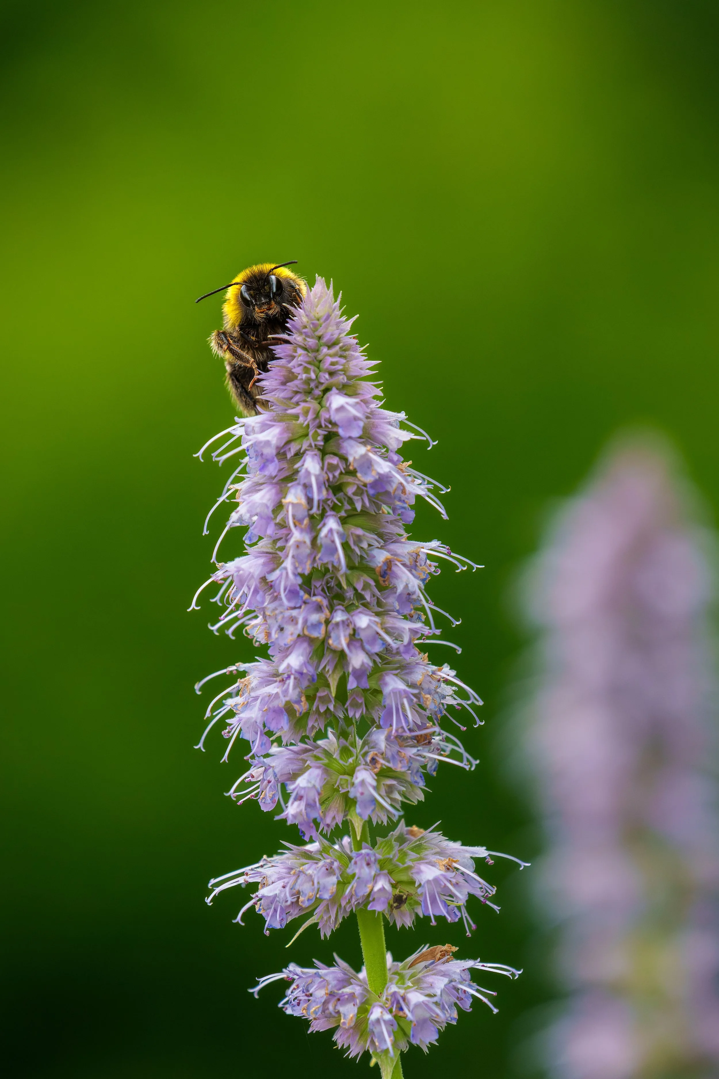 DSC09817-ARW_DxO_DeepPRIME kopie.jpg
