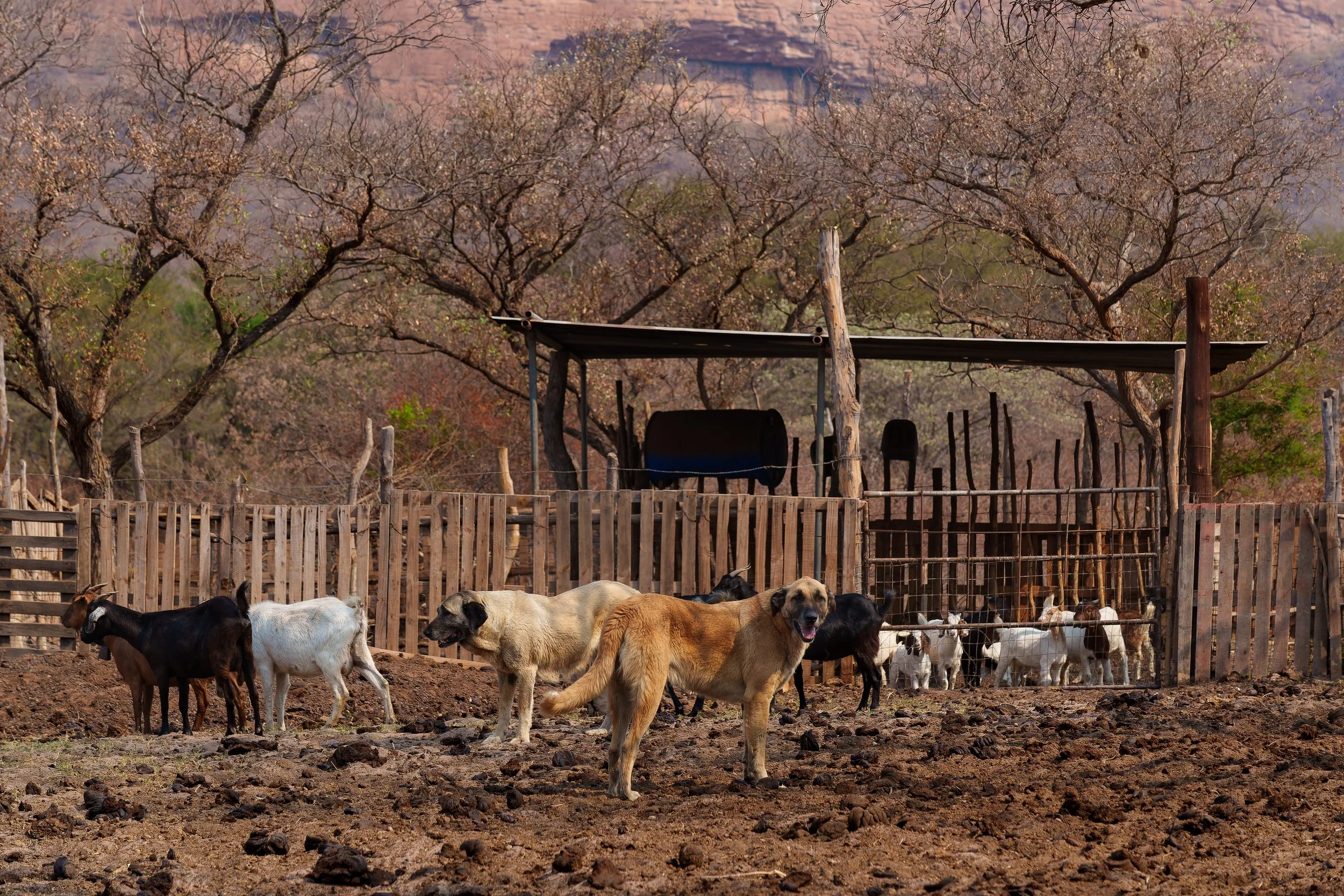 DSC01430-ARW_DxO_DeepPRIME-2 2.jpg