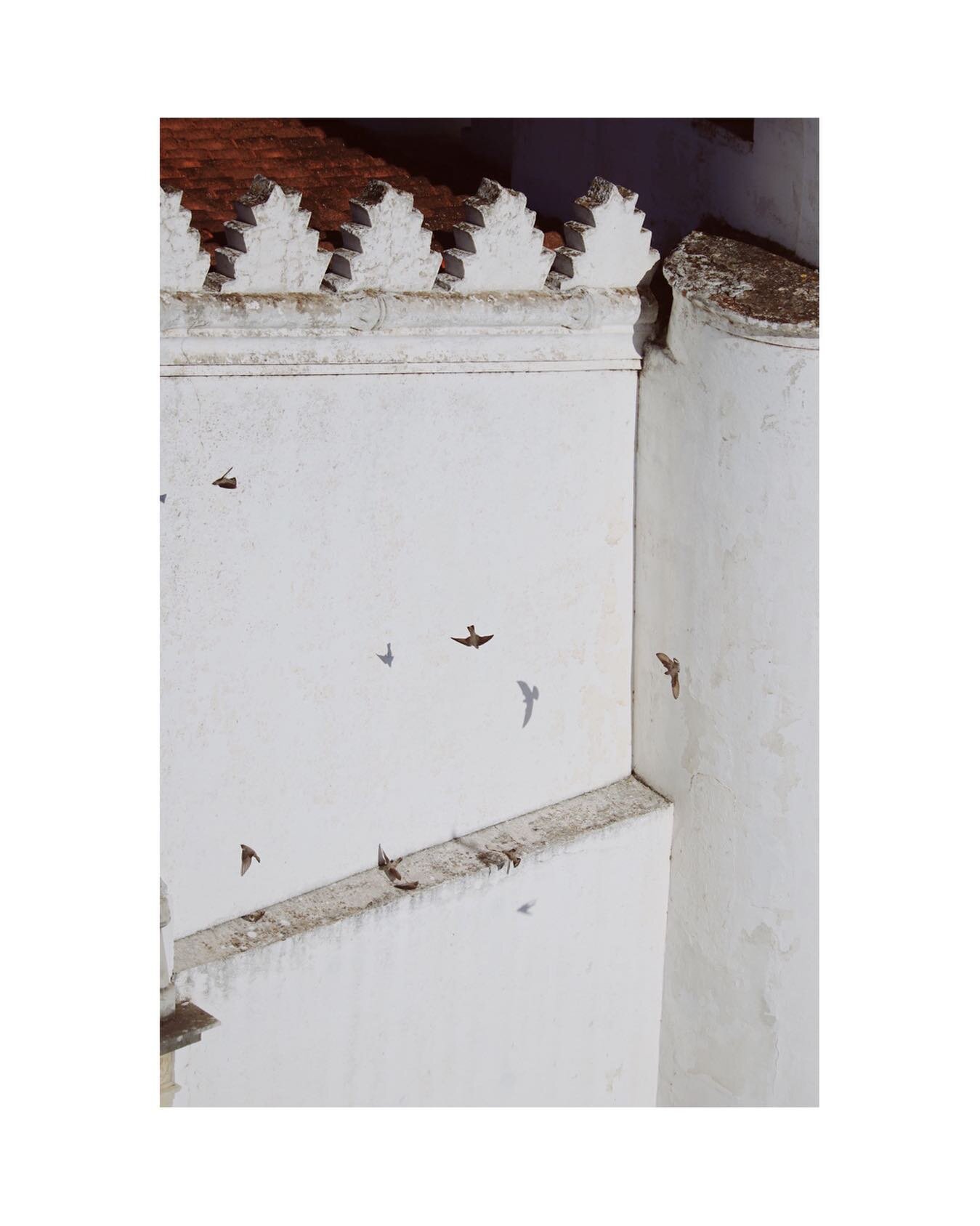 The calm - the heat - the quietness 

#building #white #architecture #archilovers #birds #calm #serene #portugal #alentejo #light #swallows #alentejolovers #alentejano #portugal🇵🇹 #portugal_em_fotos #naturephotography #photography #minimalphotograp