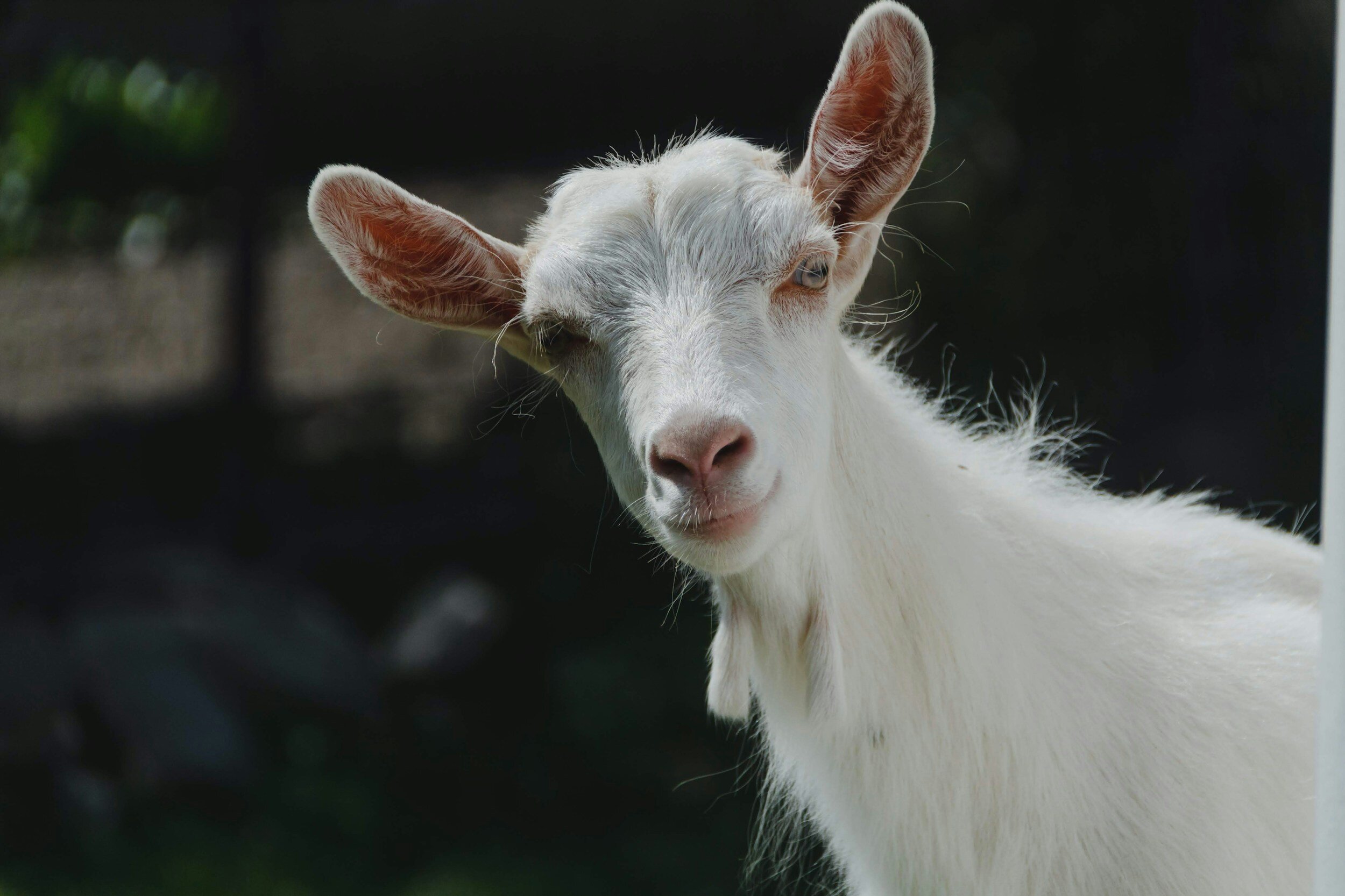 Goat Yoga