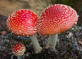 I Must Become (2026)