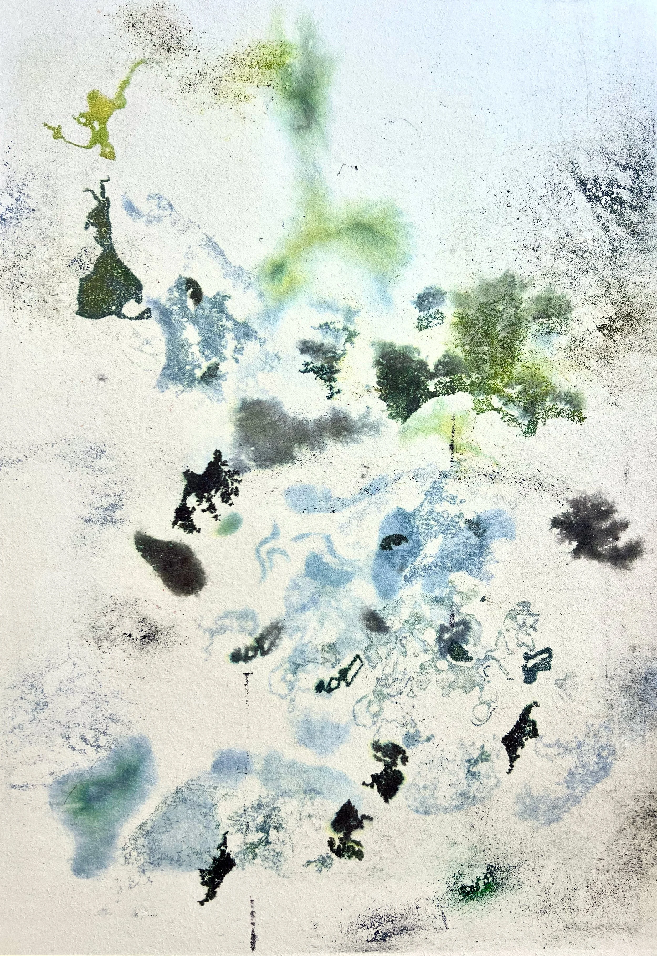 Brassica oleracea var. sabellica, 2025. transfer print and color pencil on paper – 70 x 50 cm