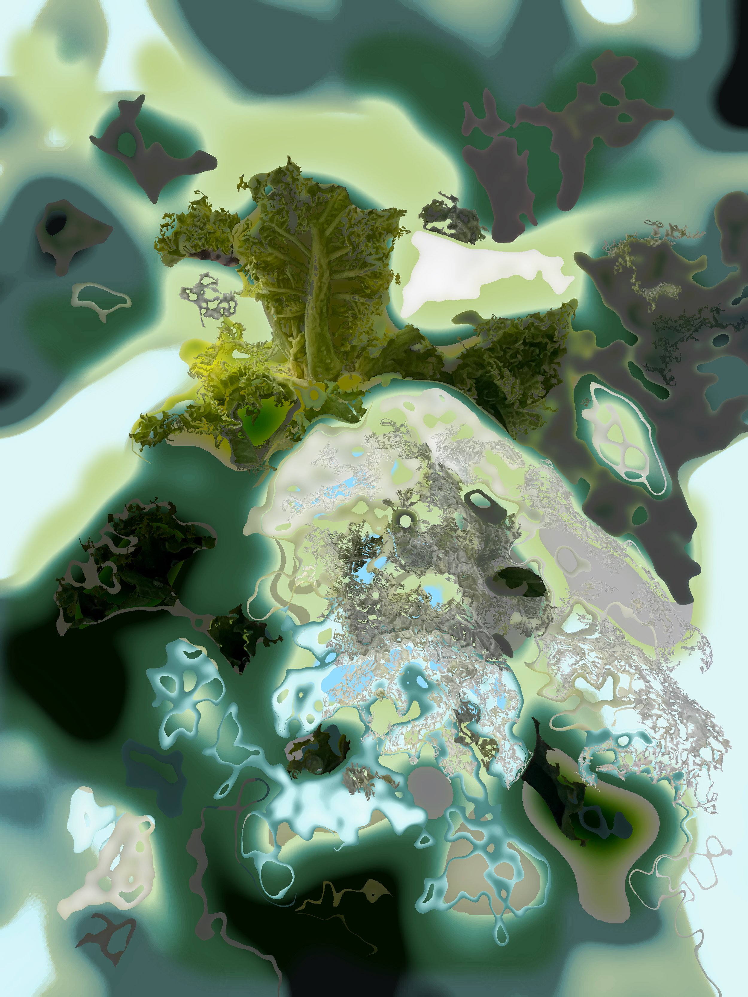 Brassica oleracea var. sabellica, 2025. inkjet print on paper – 70 x 50 cm