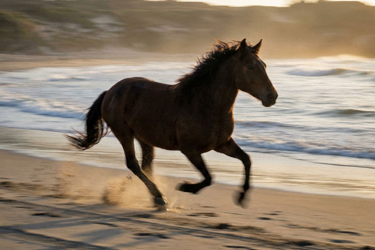 Mane the Mustang, 1923 Main Street logo horse.