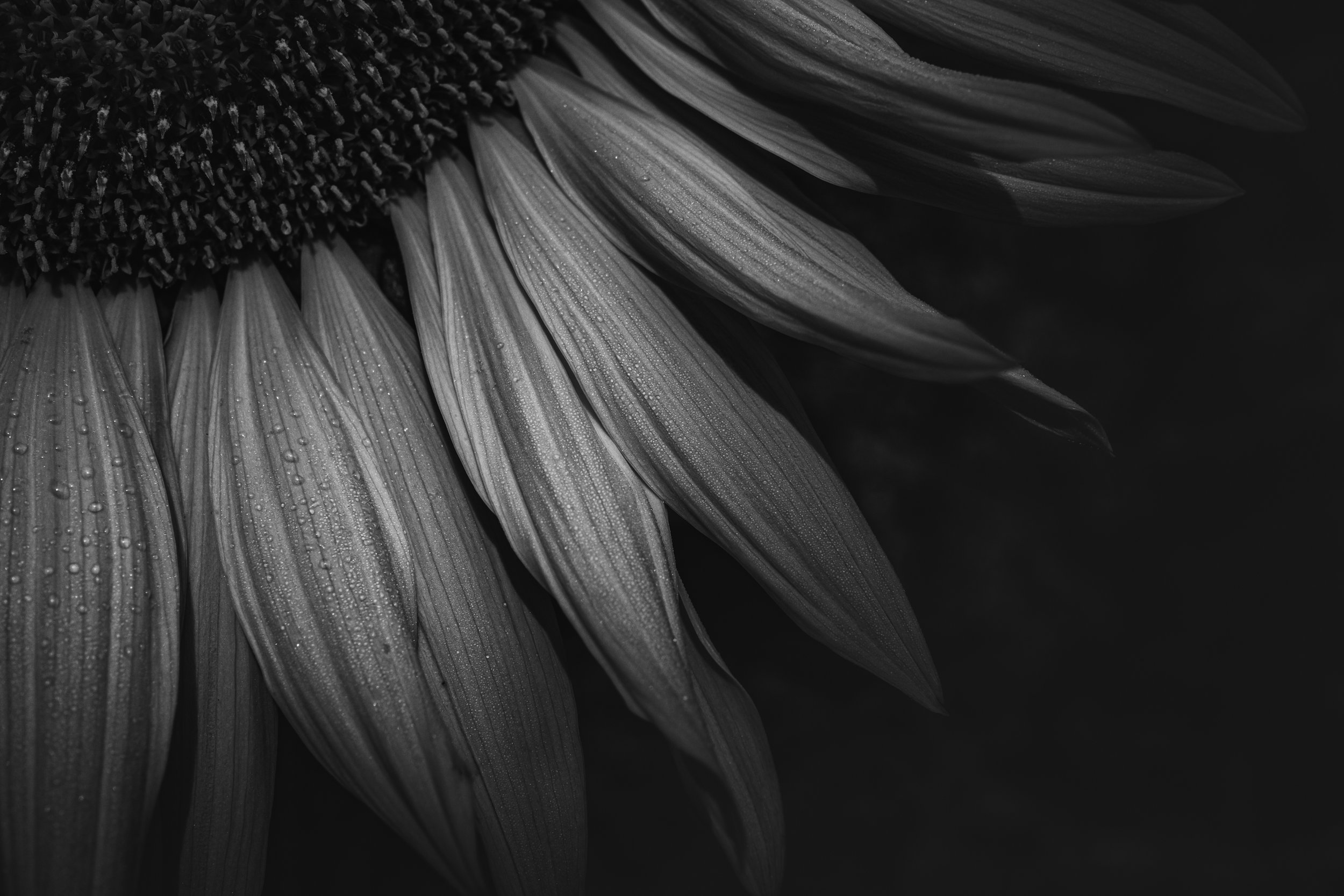 _DSF6560_Lr_web.jpg