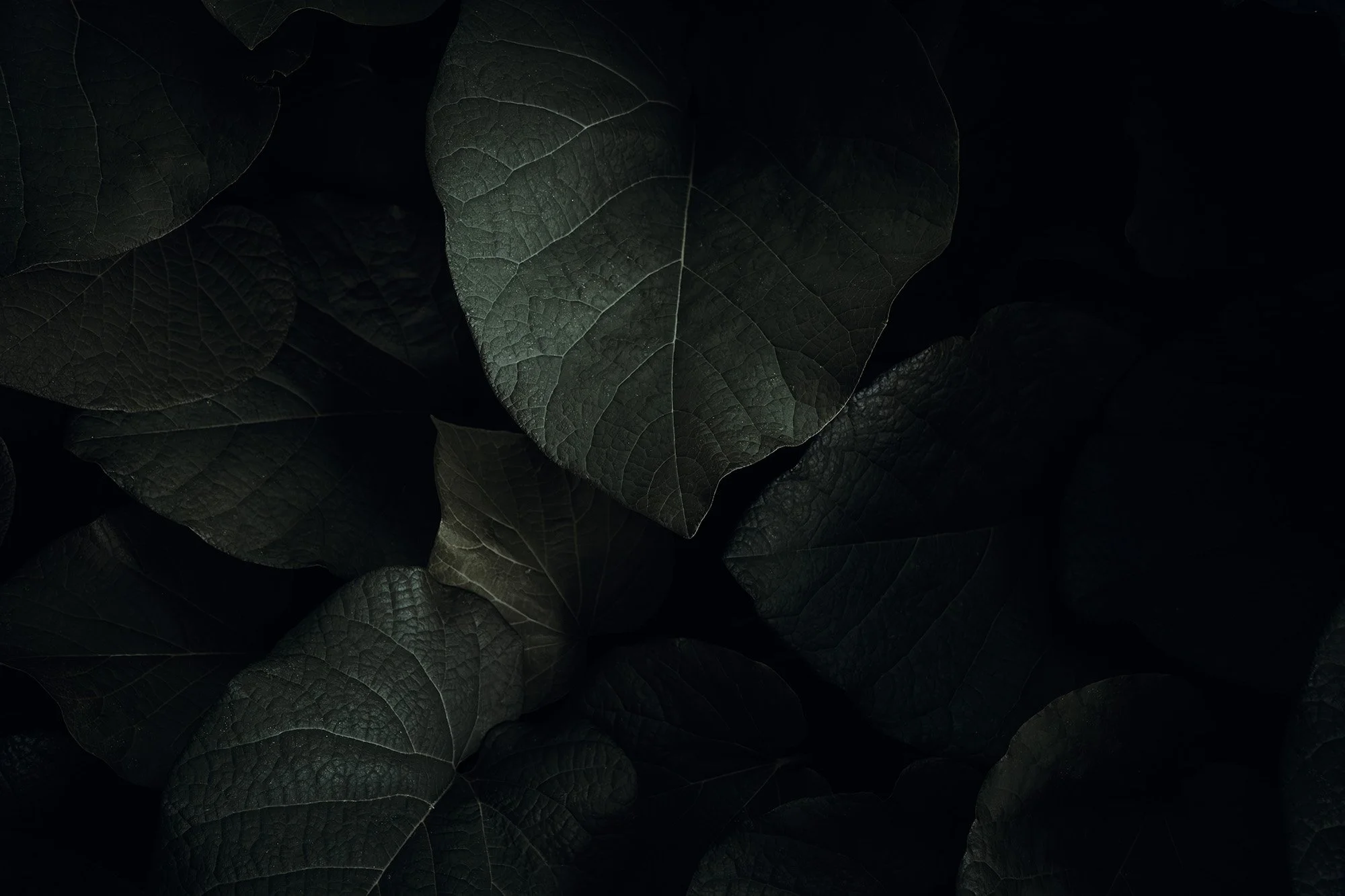 _DSF0801_Ps_small.jpg