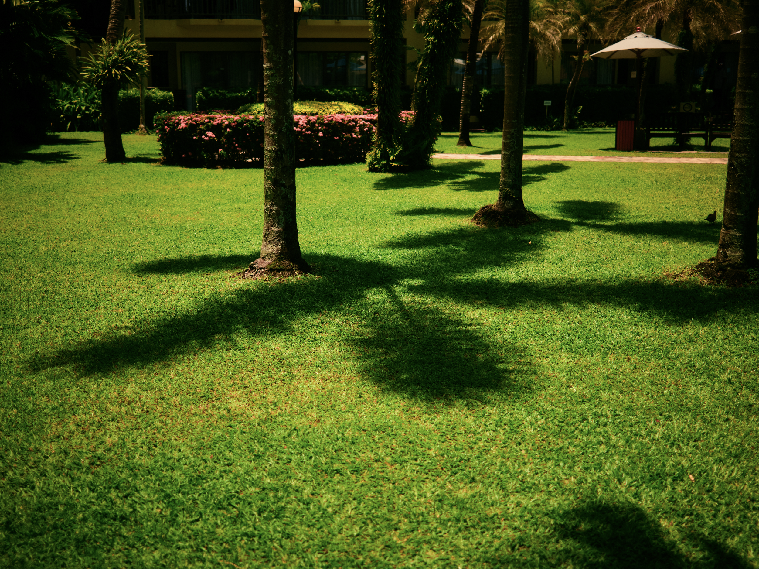 A lush green garden with trees casting shadows, pink flowers in a white planter, a paved walkway, a white umbrella, and building balconies in the background. Anemoia.
