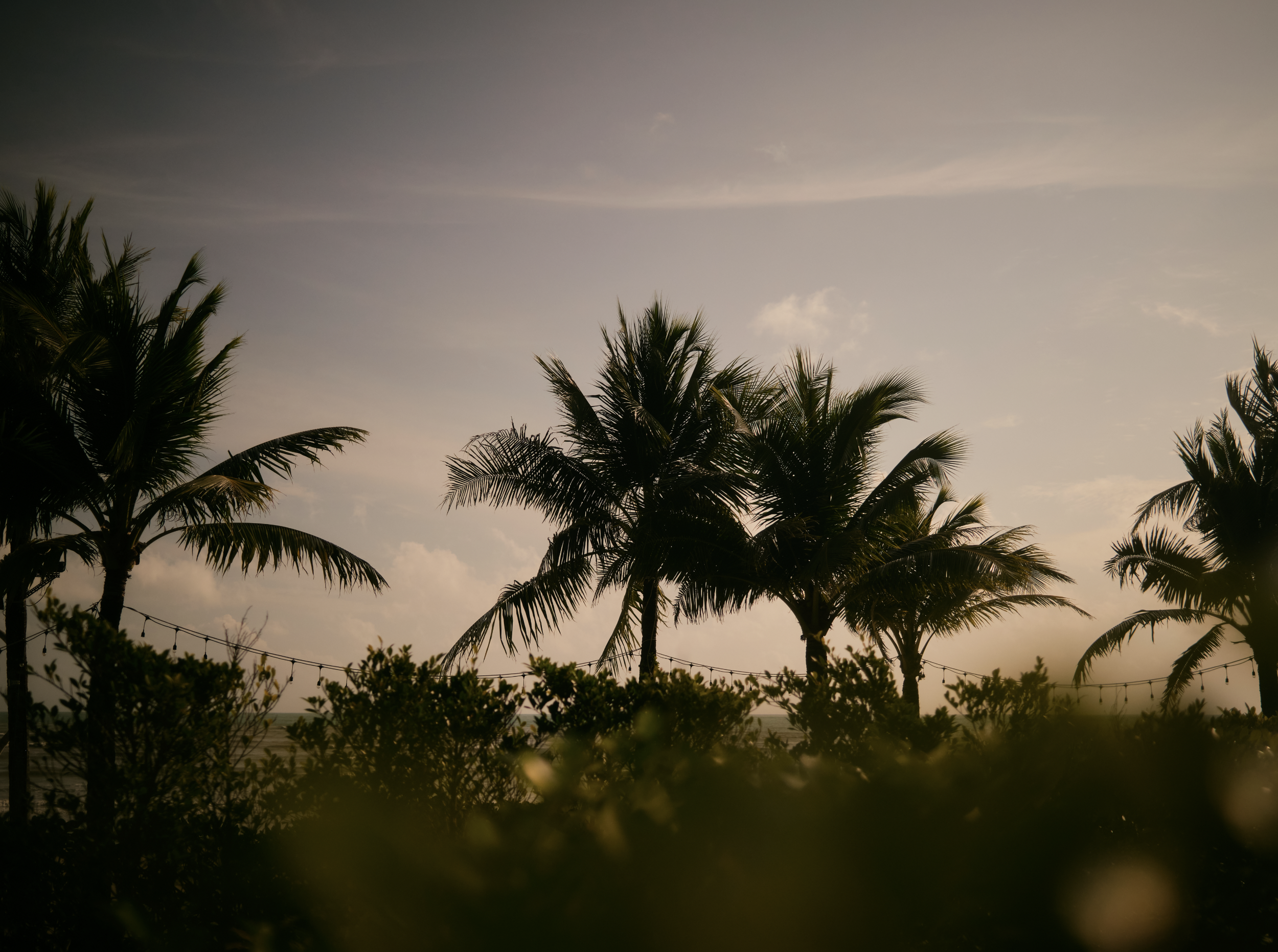 Silhouetted palm trees against a sky with clouds during sunset or sunrise. Anemoia.