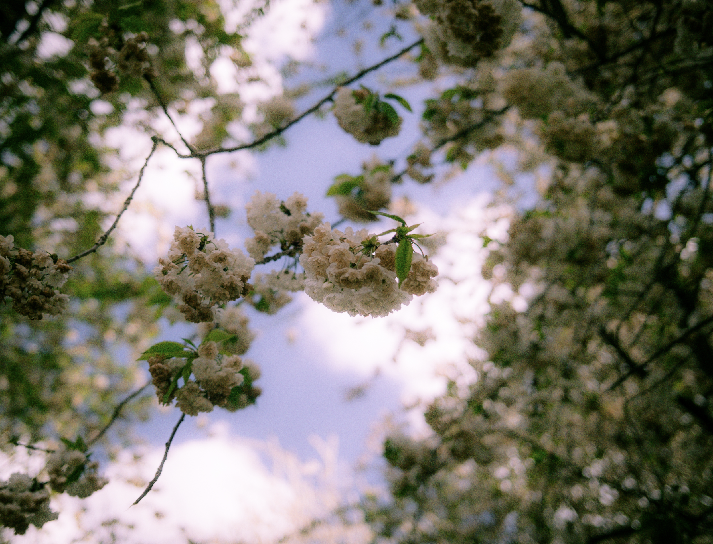 Close-up of white flowering tree branches against a blue sky with some clouds.